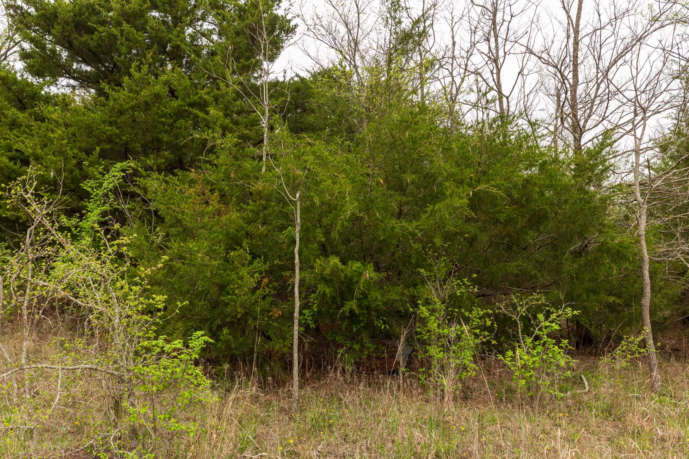 Moonrise Meadows Tract 13 photo 10