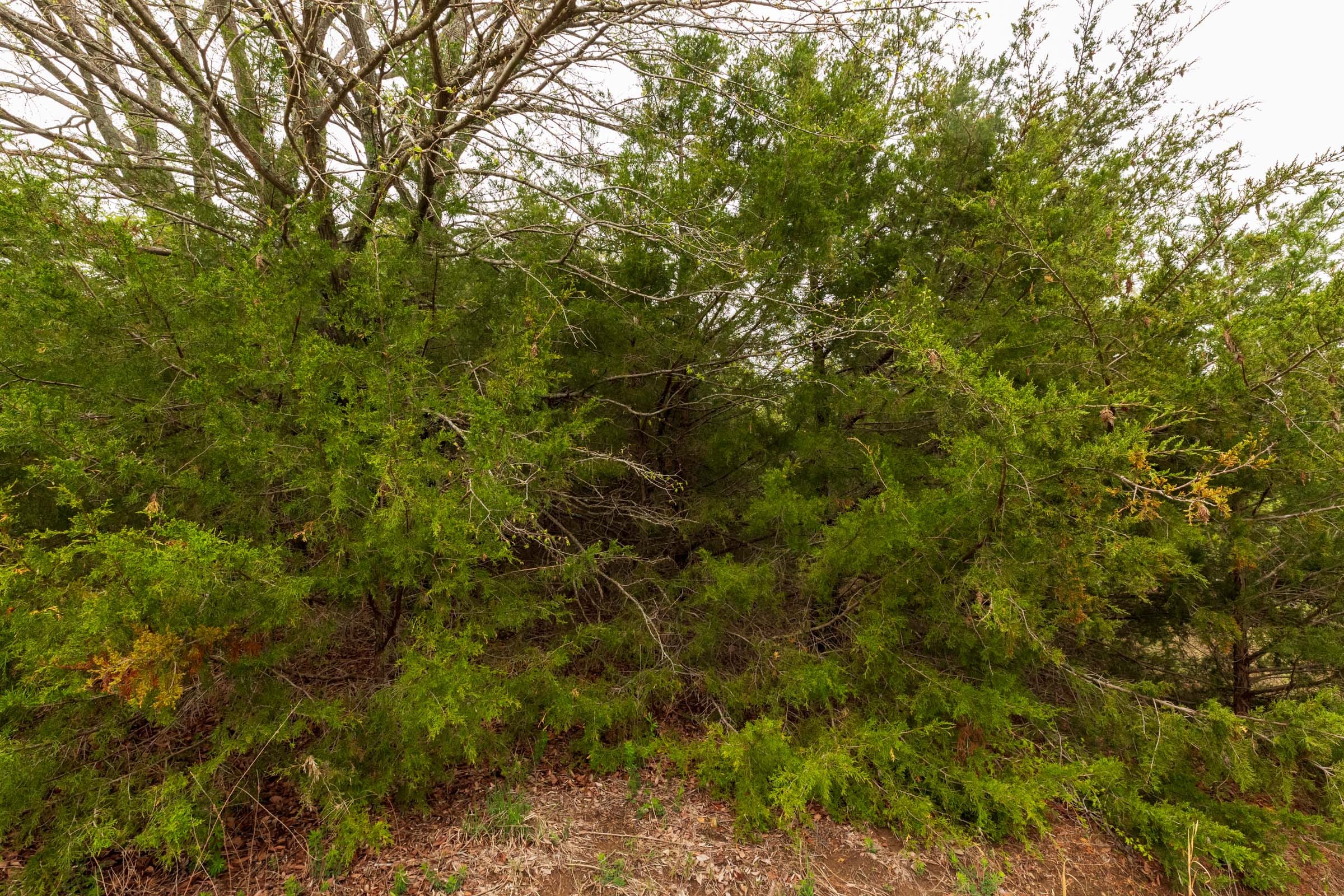 Moonrise Meadows Tract 13 photo 12