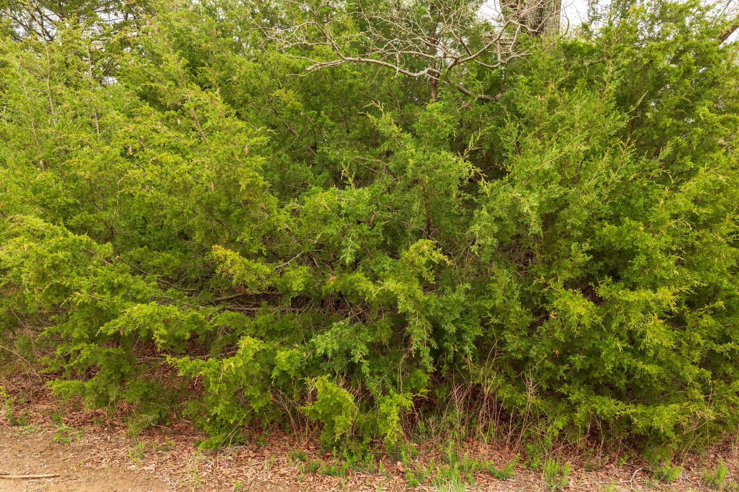 Moonrise Meadows Tract 13 photo 15