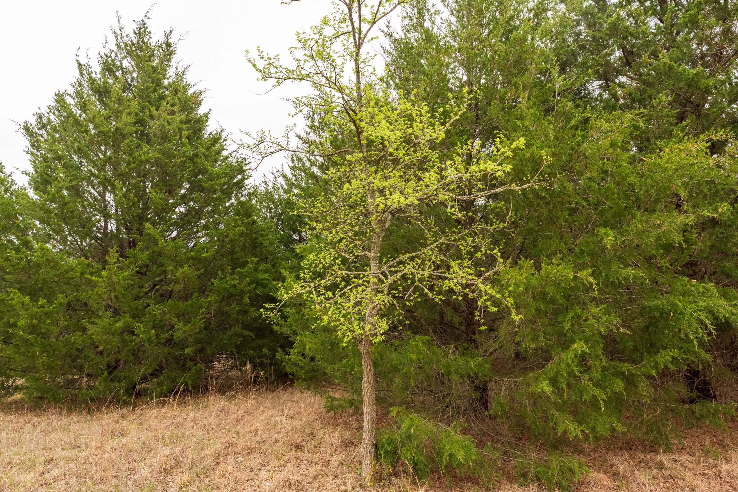 Moonrise Meadows Tract 13 photo 6