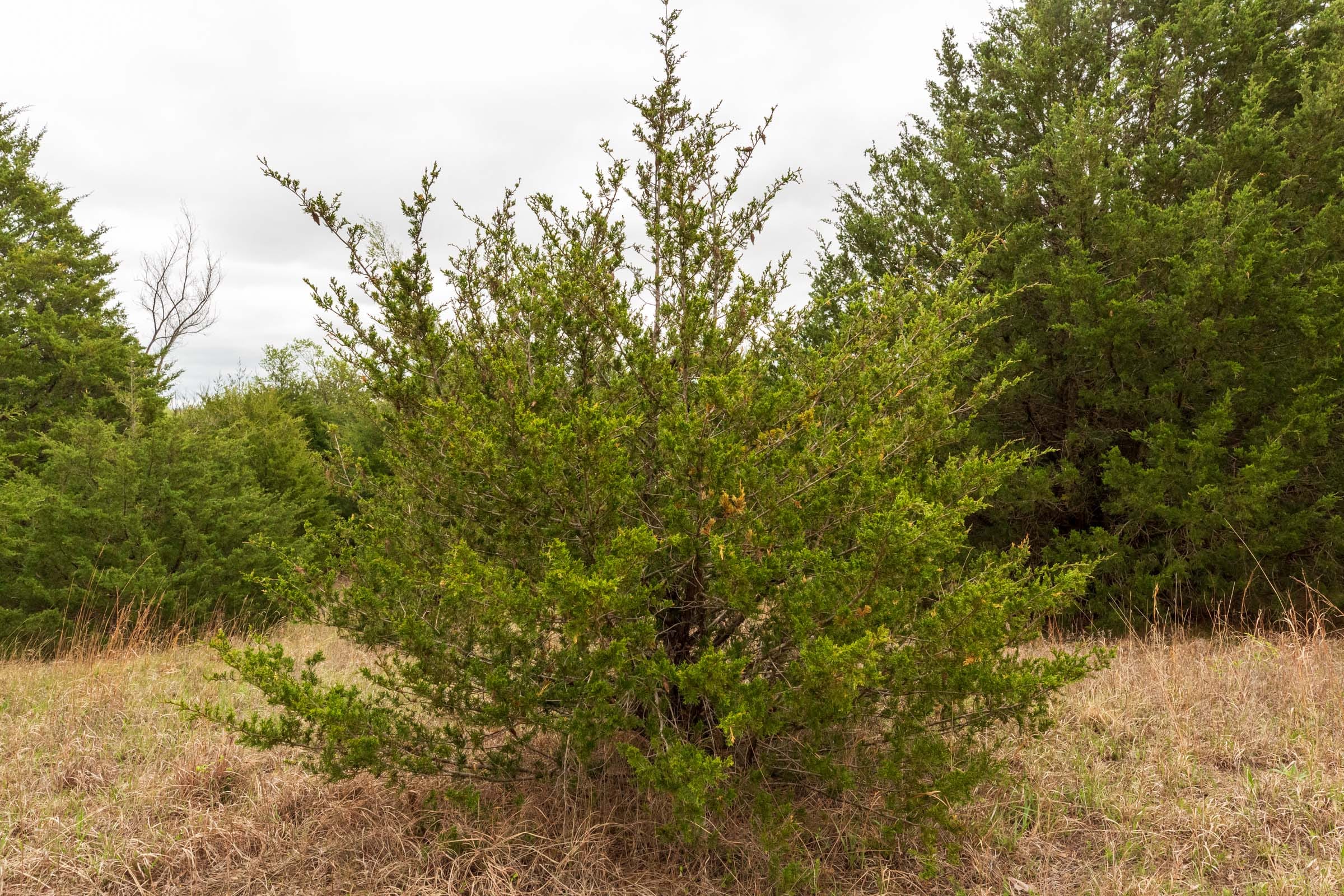Moonrise Meadows Tract 13 photo 19