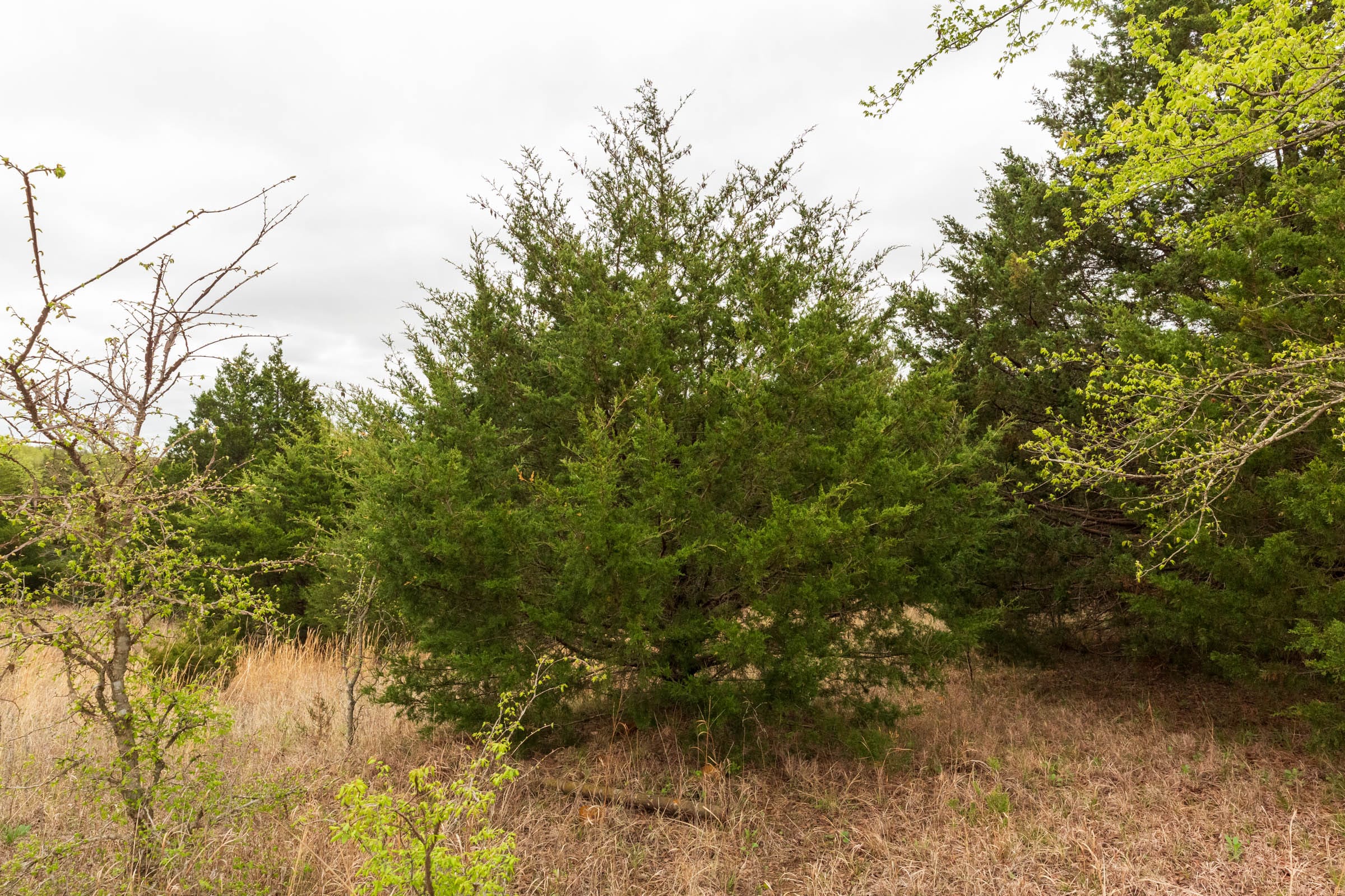 Moonrise Meadows Tract 13 photo 14