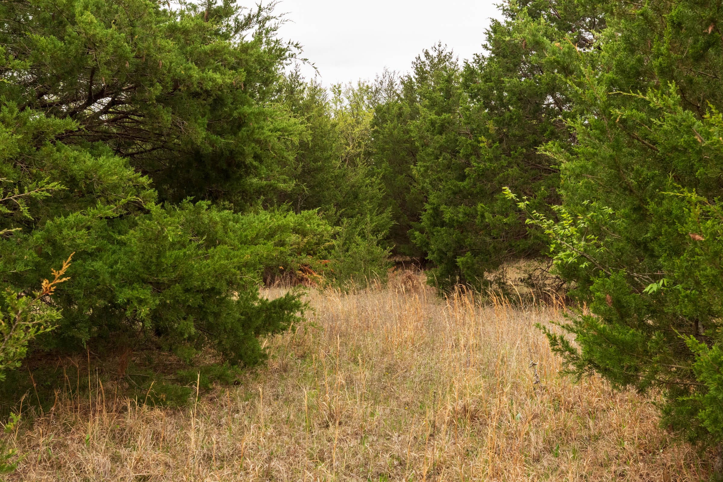 Moonrise Meadows Tract 13 photo 9
