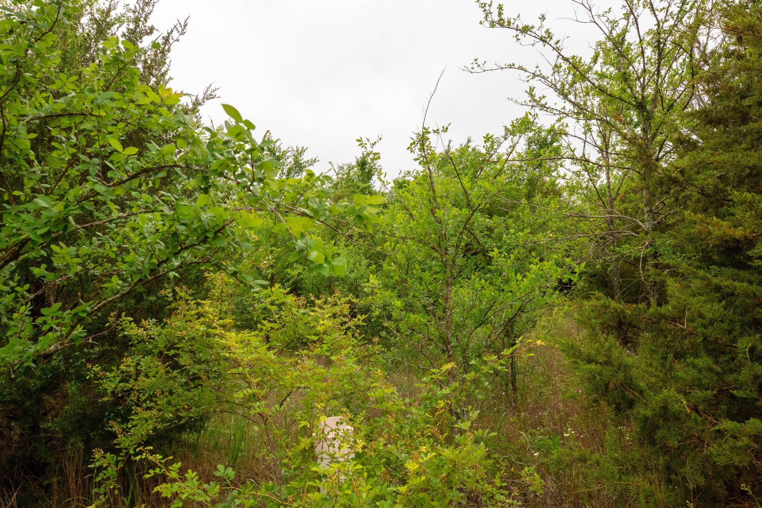 Moonrise Meadows Tract 13 photo 20