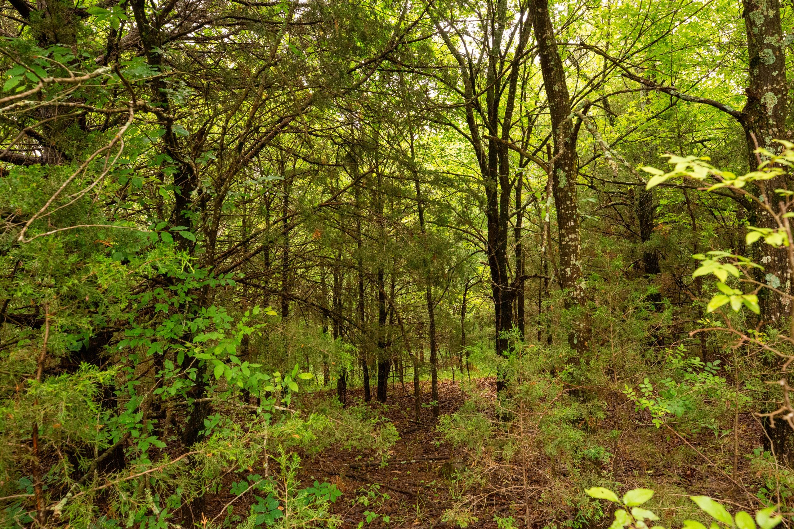 Moonrise Meadows Tract 13 photo 4
