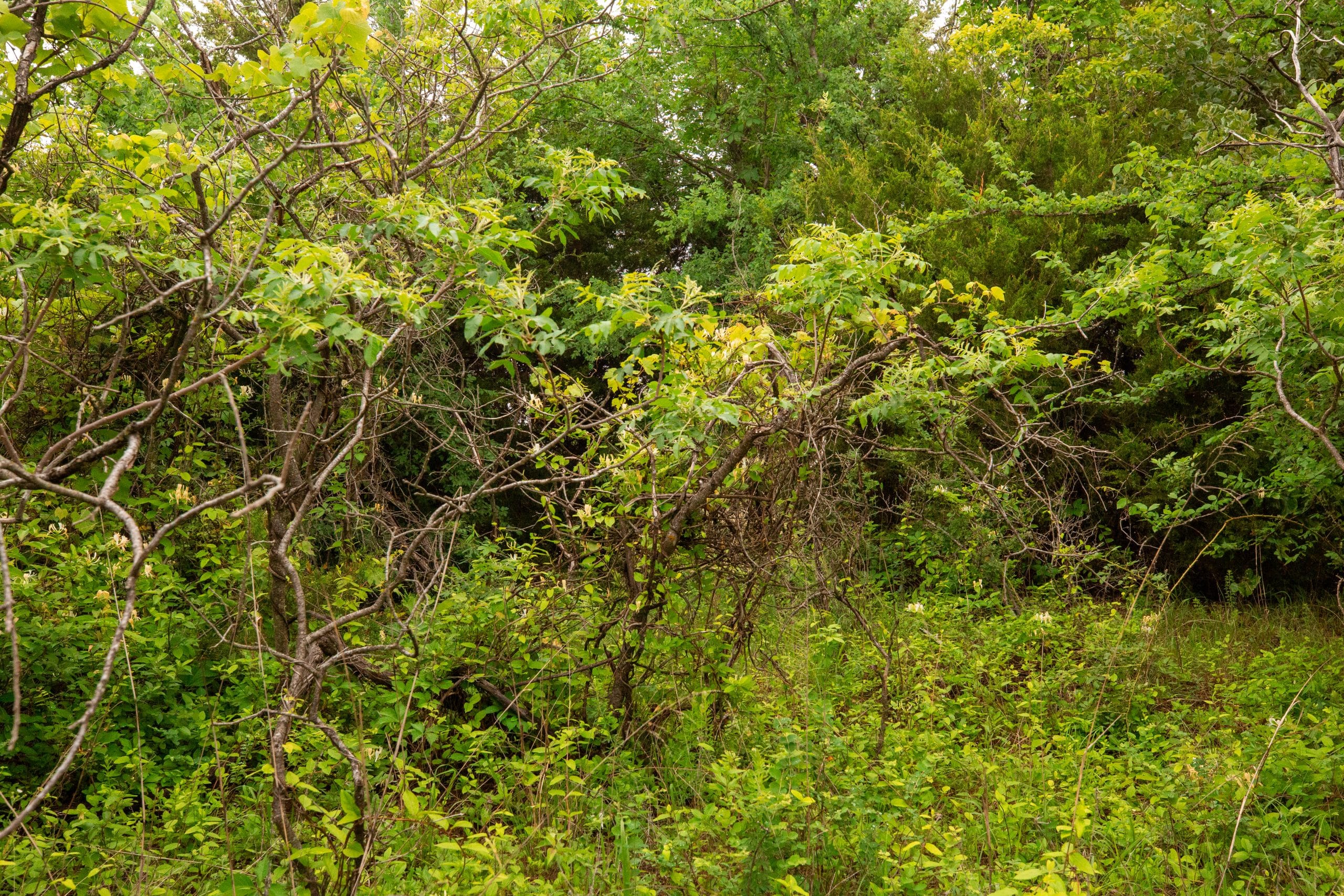 Moonrise Meadows Tract 13 photo 13