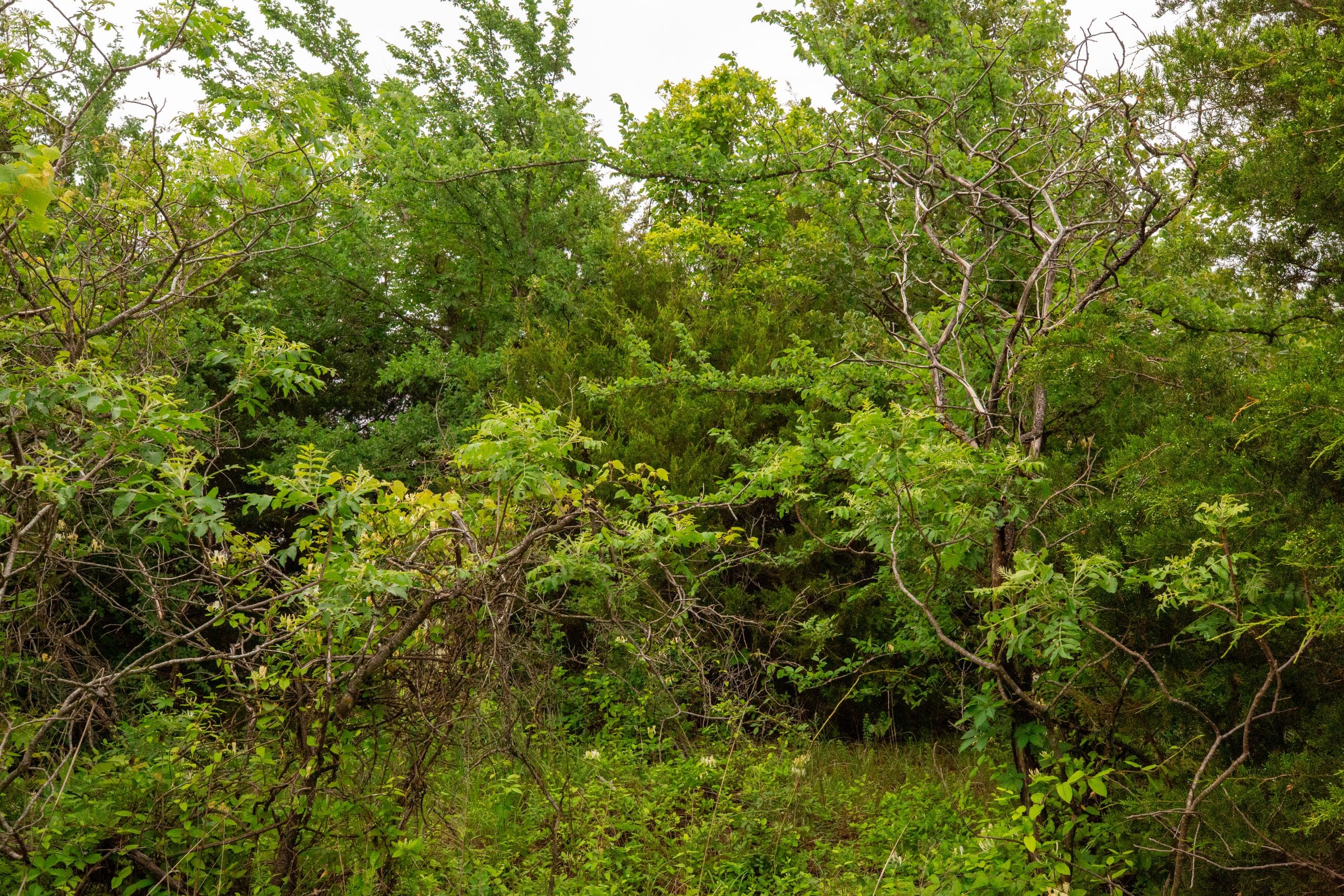 Moonrise Meadows Tract 13 photo 17