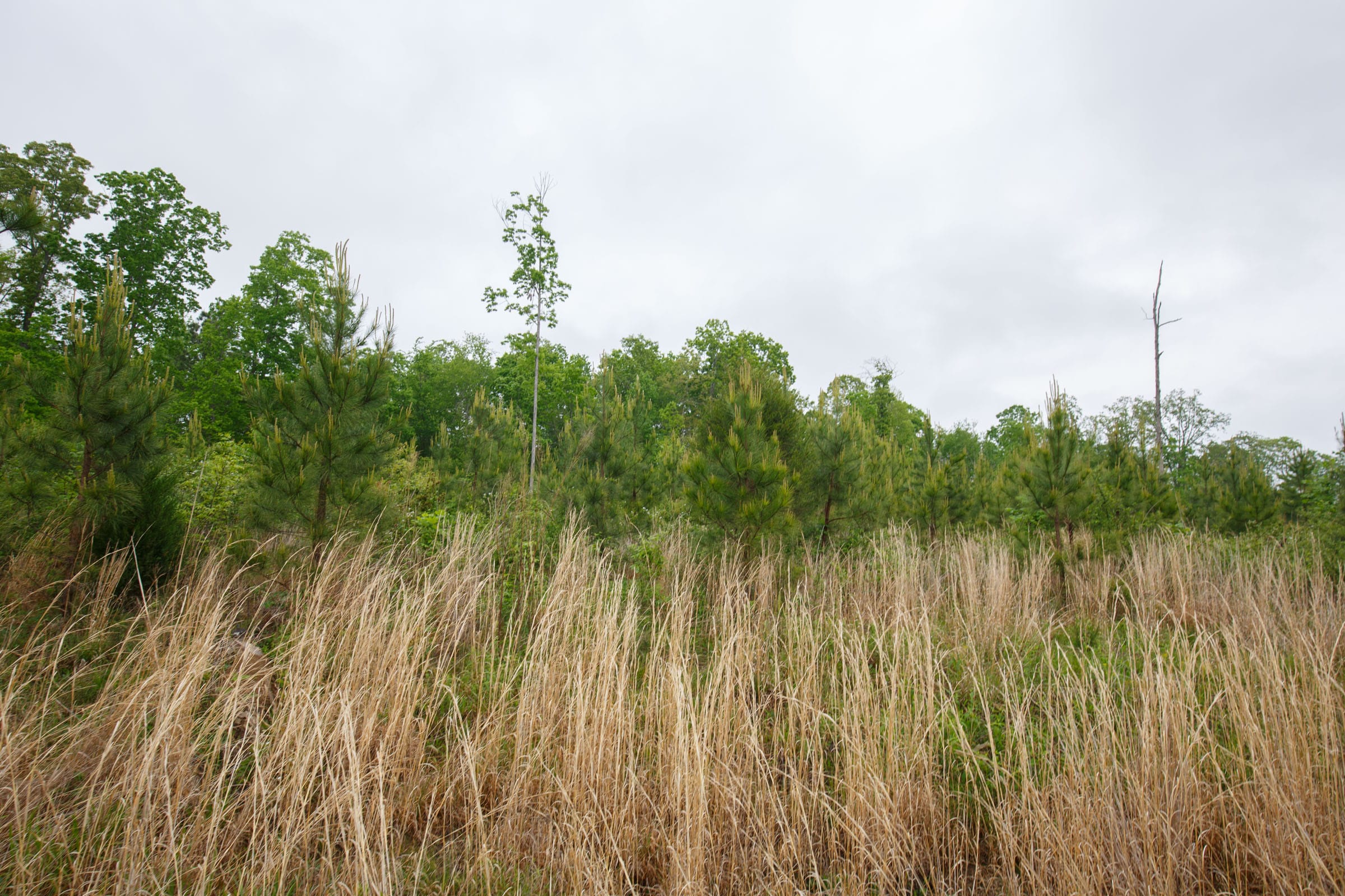 Red Barn Ranch Tract 3 photo 5