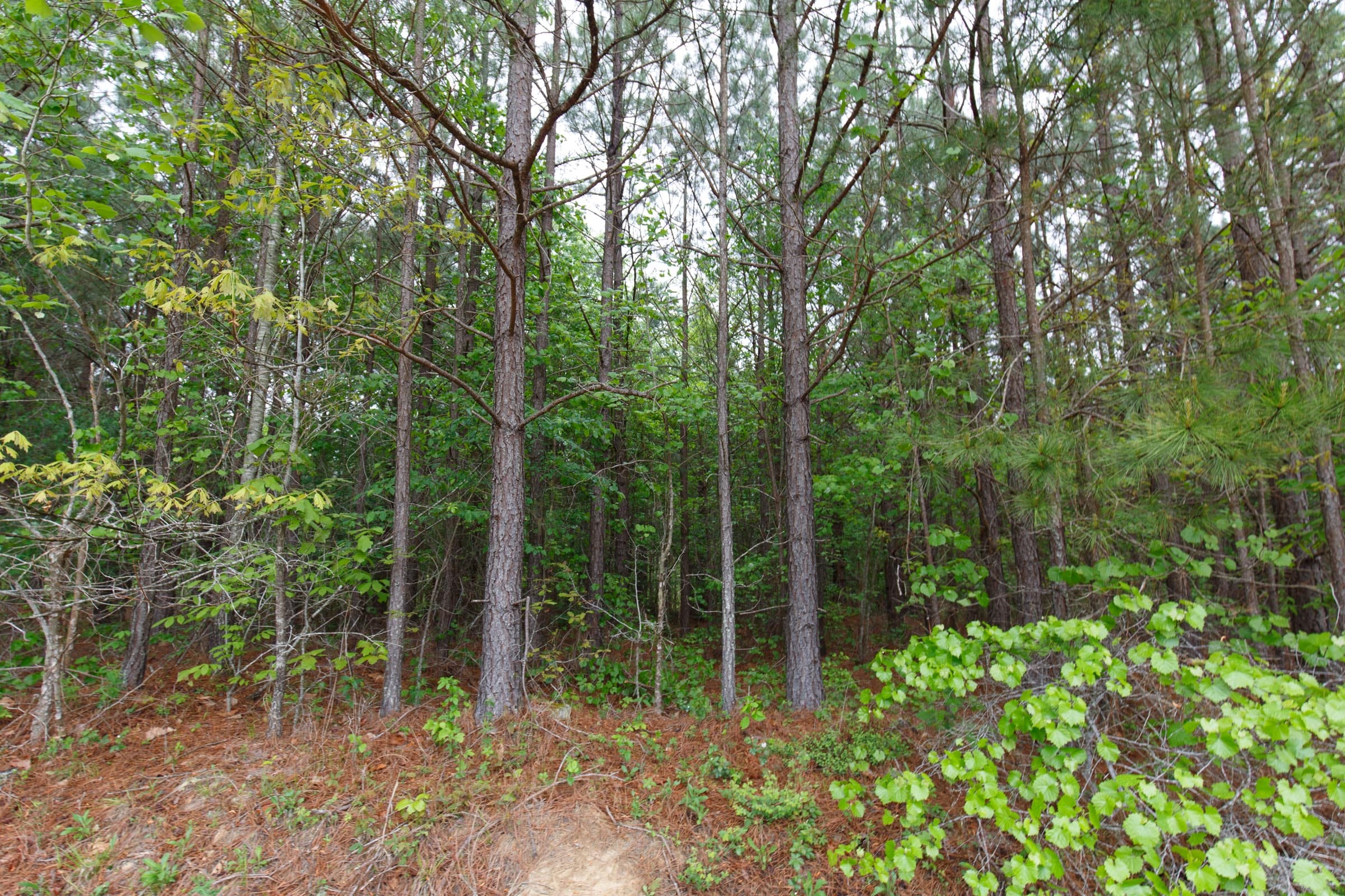 Red Barn Ranch Tract 3 photo 9