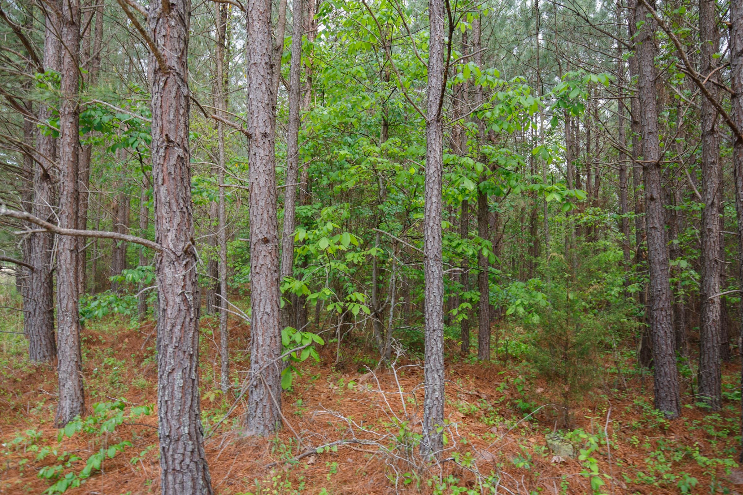 Red Barn Ranch Tract 3 photo 12