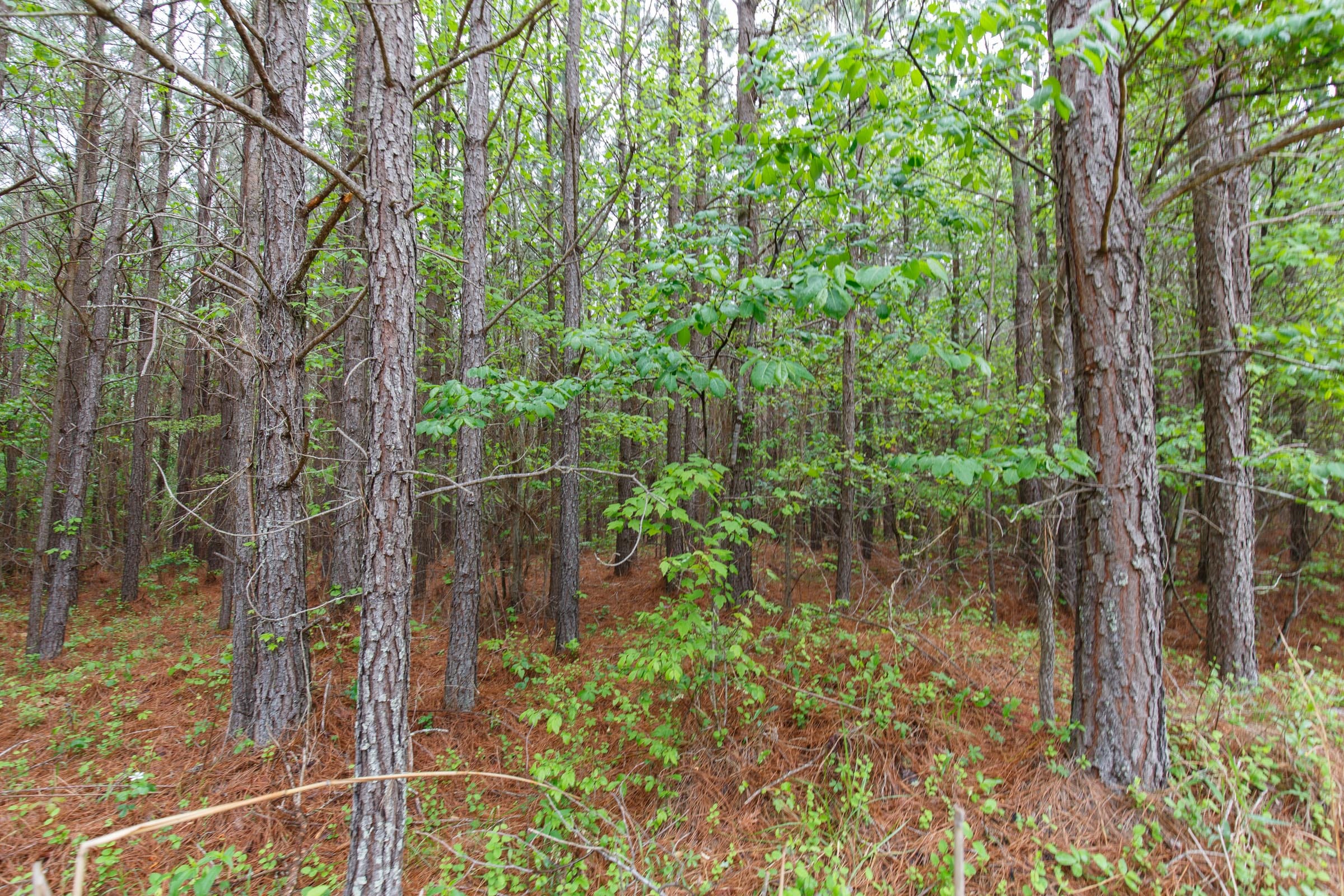 Red Barn Ranch Tract 3 photo 13