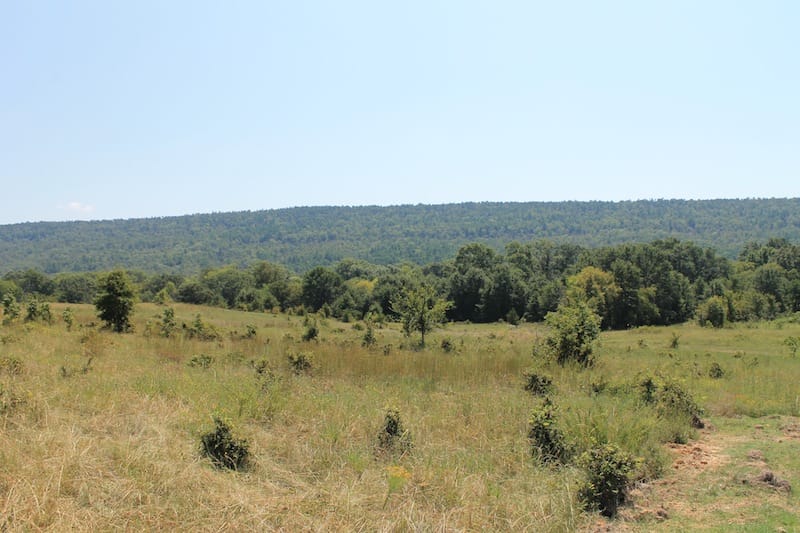 Daisy Meadows Tract 38 photo 4