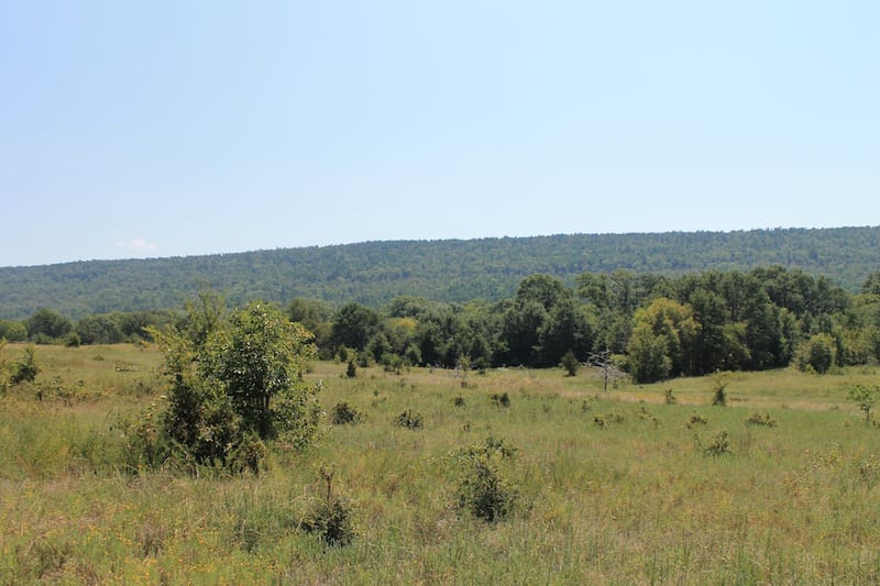Daisy Meadows Tract 38 photo 5
