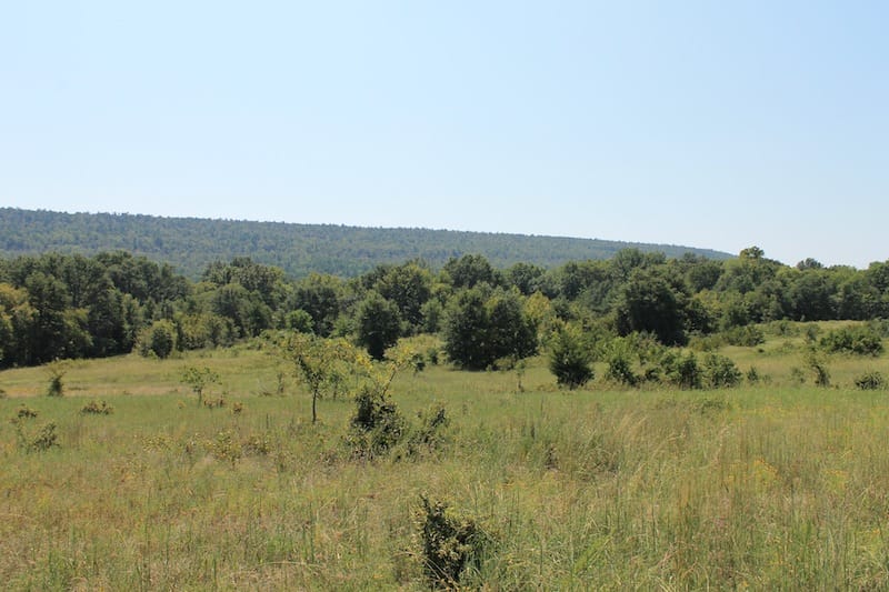 Daisy Meadows Tract 38 photo 6