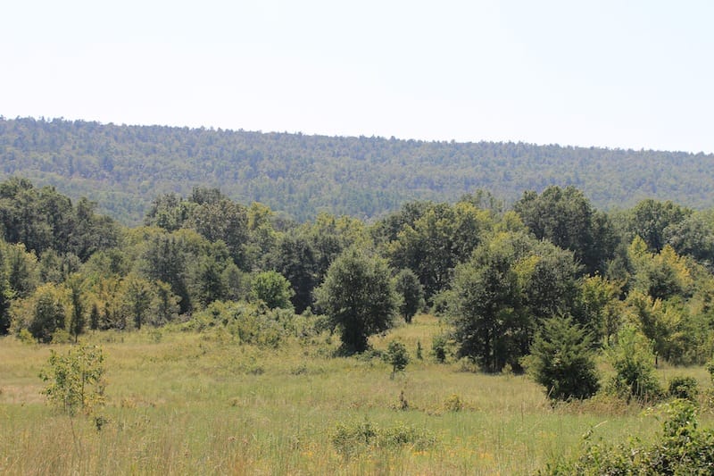 Daisy Meadows Tract 38 photo 9