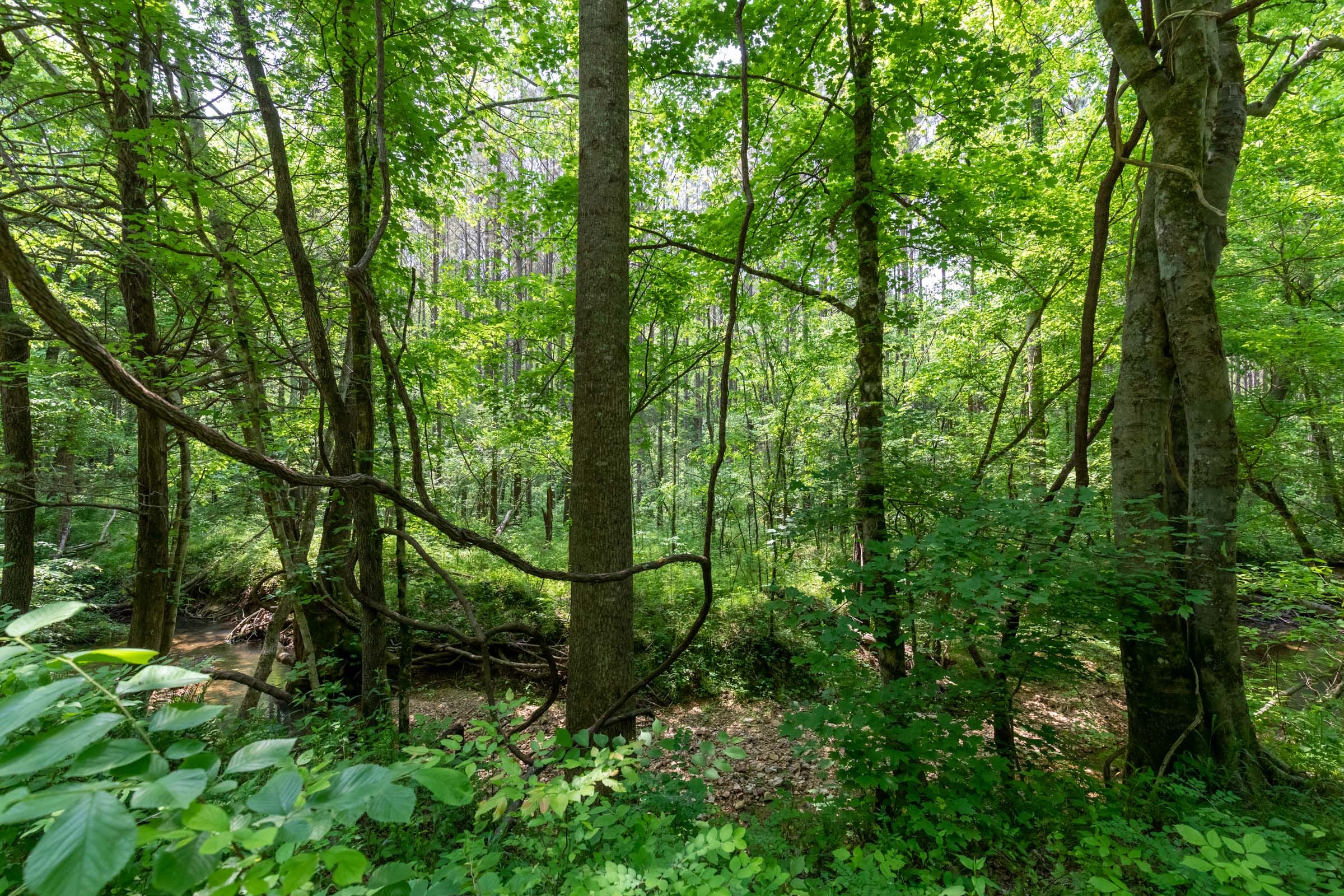 Cedar Creek Tract 42 photo 2