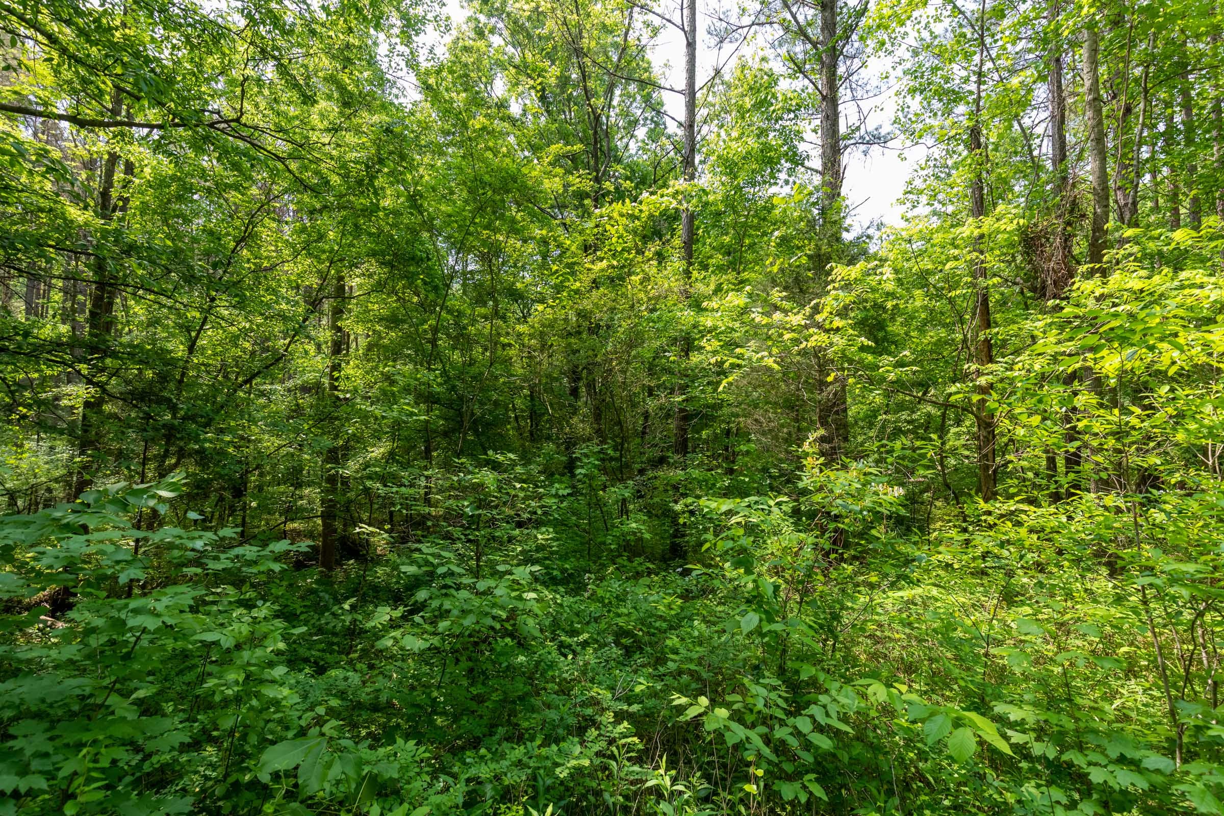 Cedar Creek Tract 42 photo 3