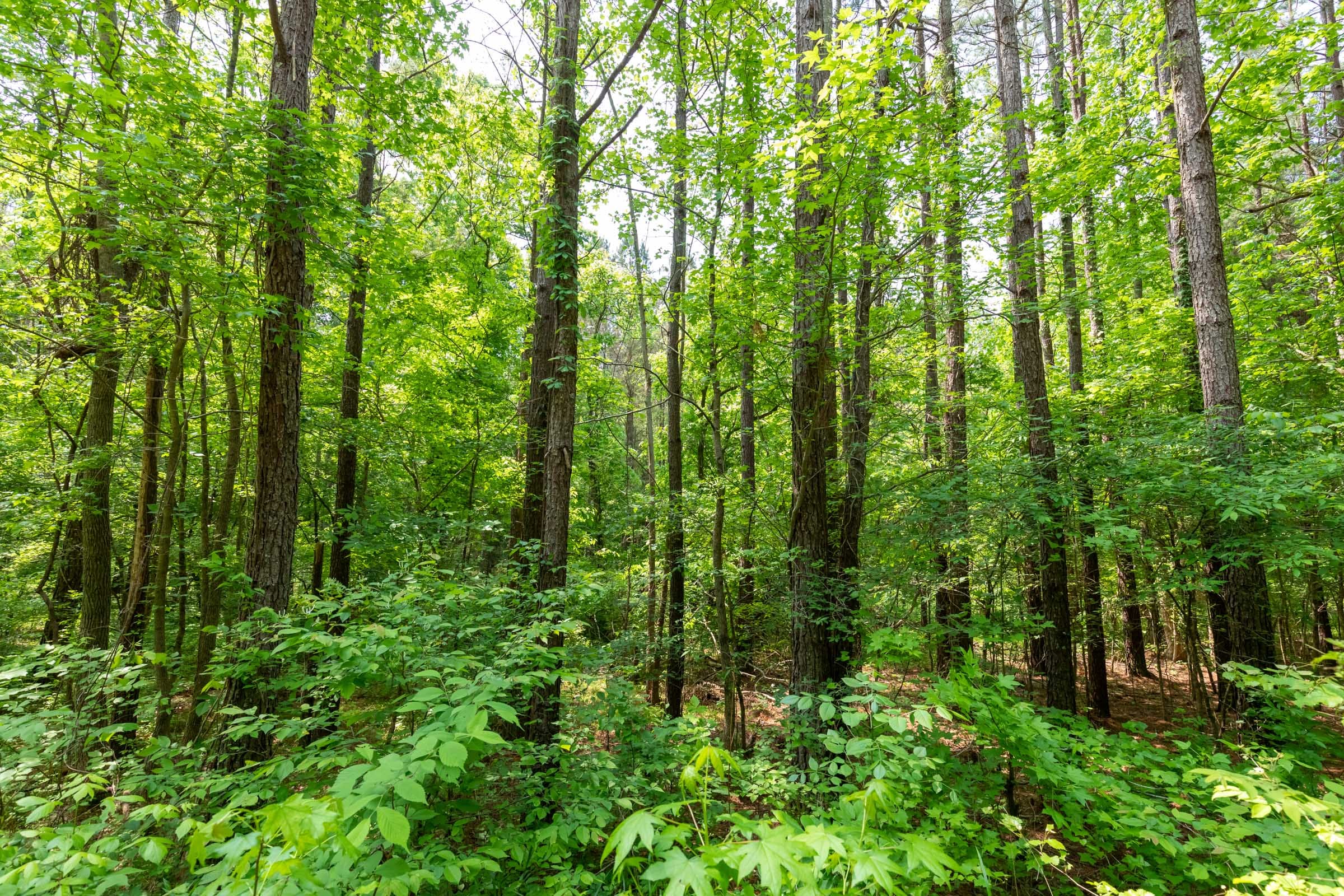 Cedar Creek Tract 42 photo 5