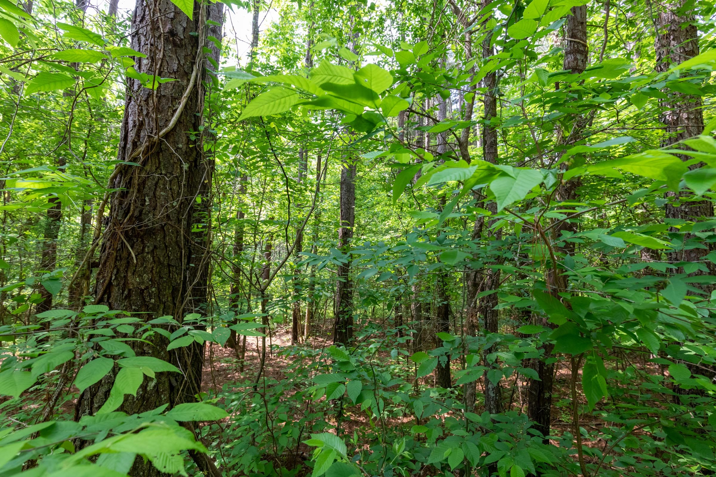 Cedar Creek Tract 42 photo 6