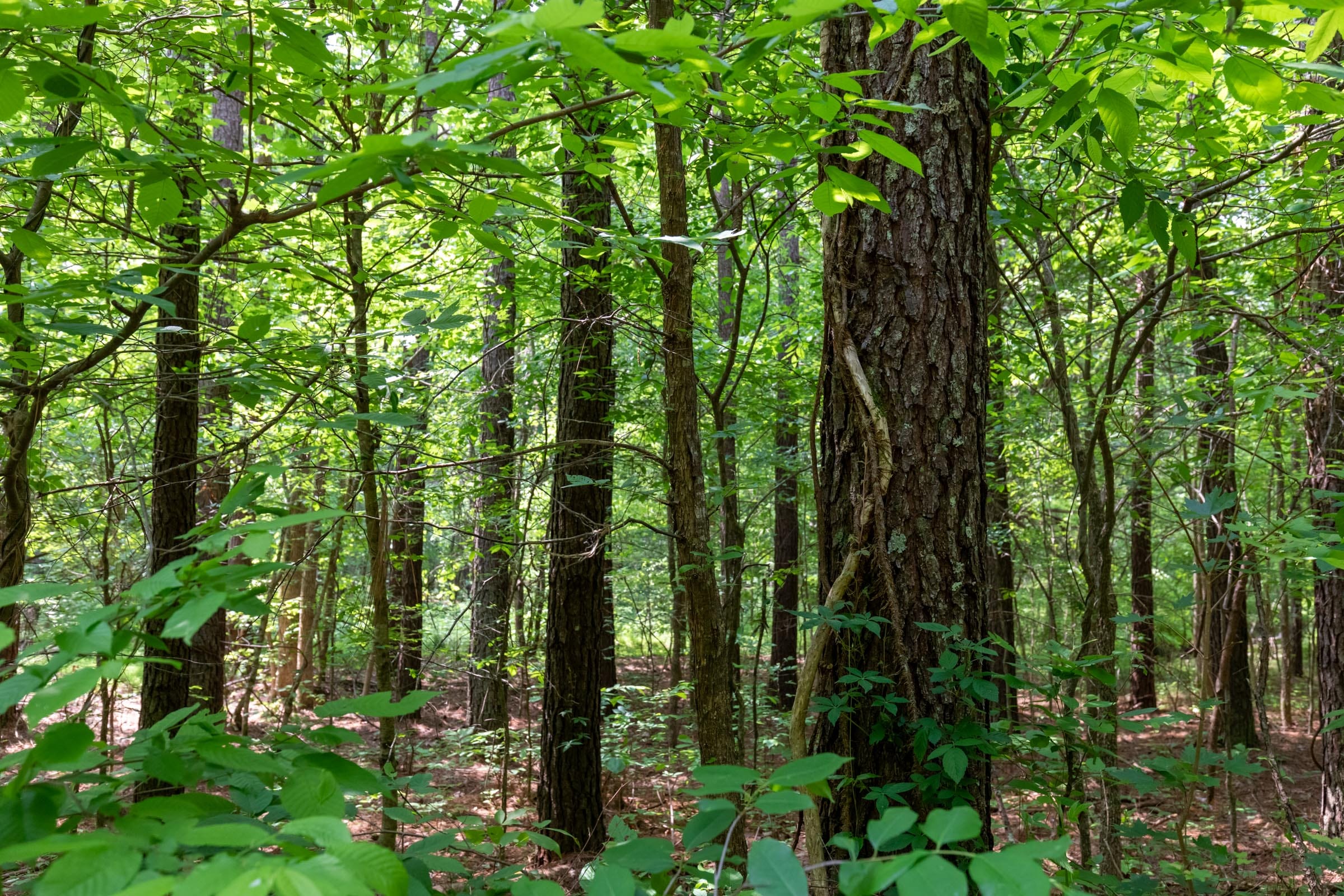 Cedar Creek Tract 42 photo 8