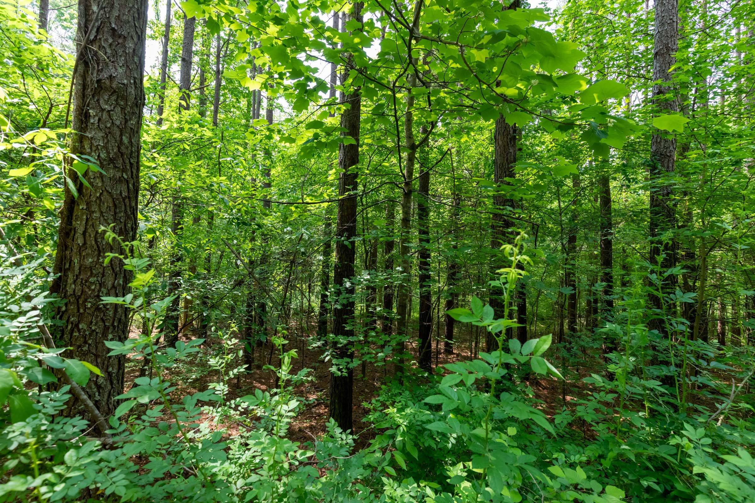 Cedar Creek Tract 42 photo 9