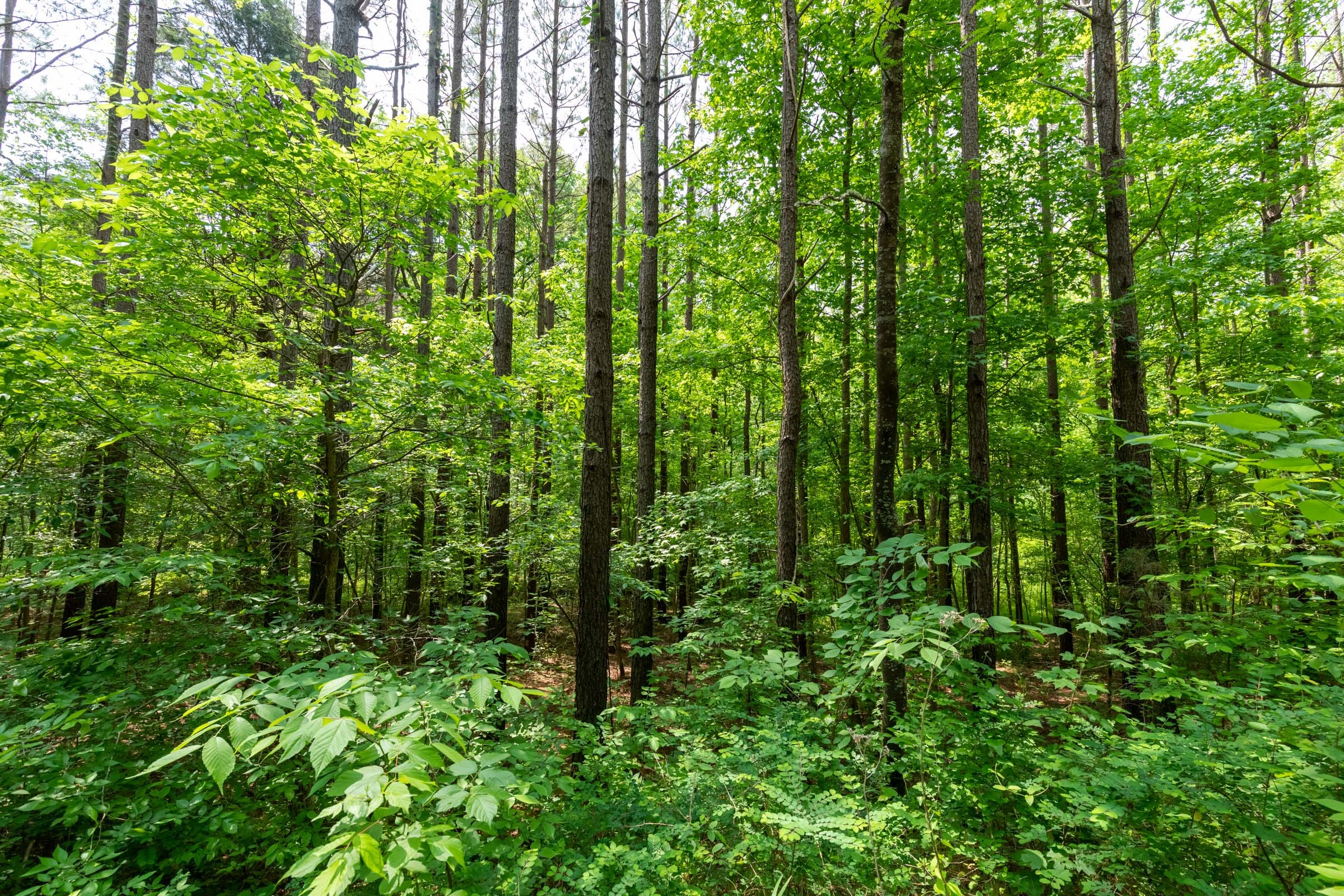 Cedar Creek Tract 42 photo 11