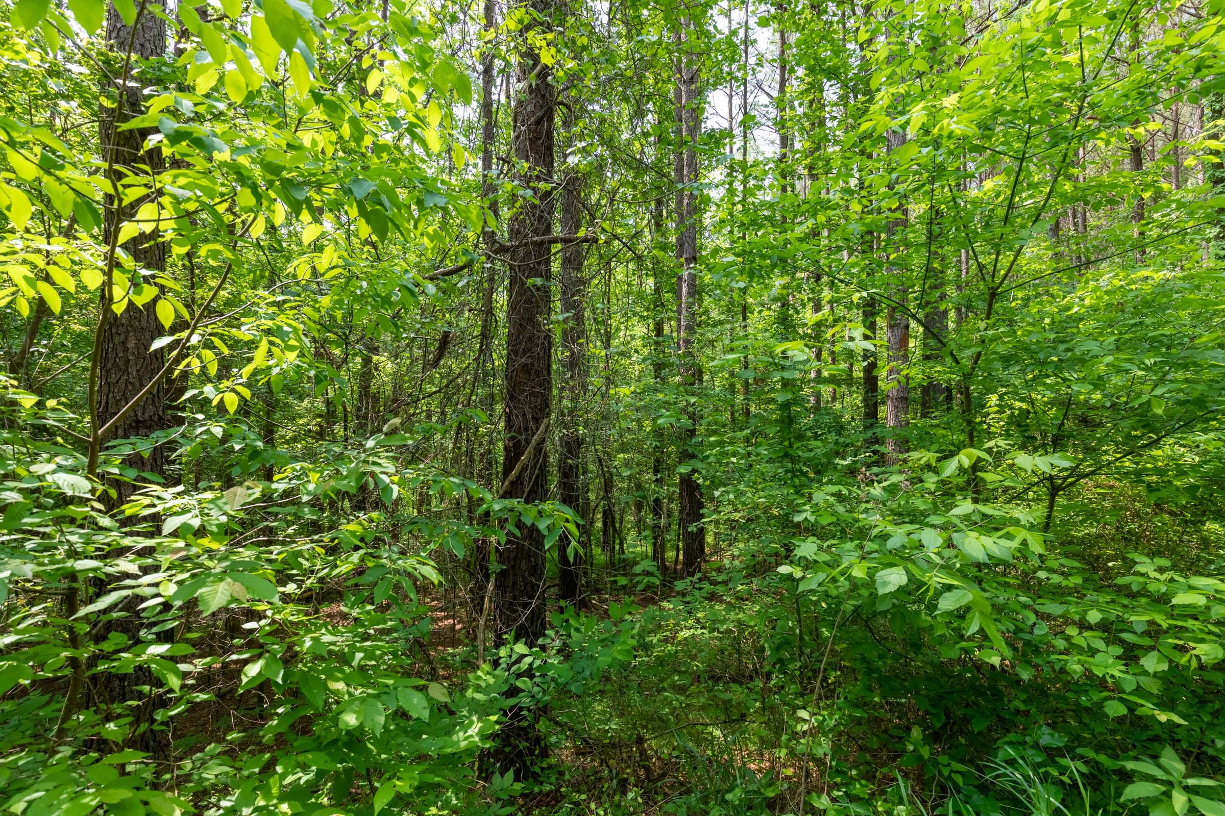 Cedar Creek Tract 42 photo 12