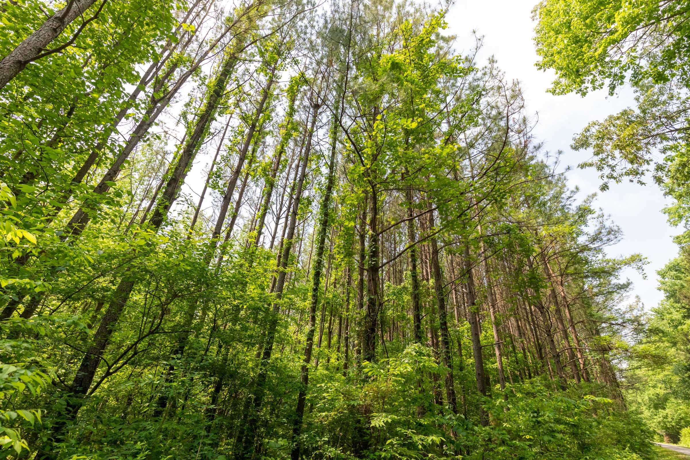 Cedar Creek Tract 42 photo 14