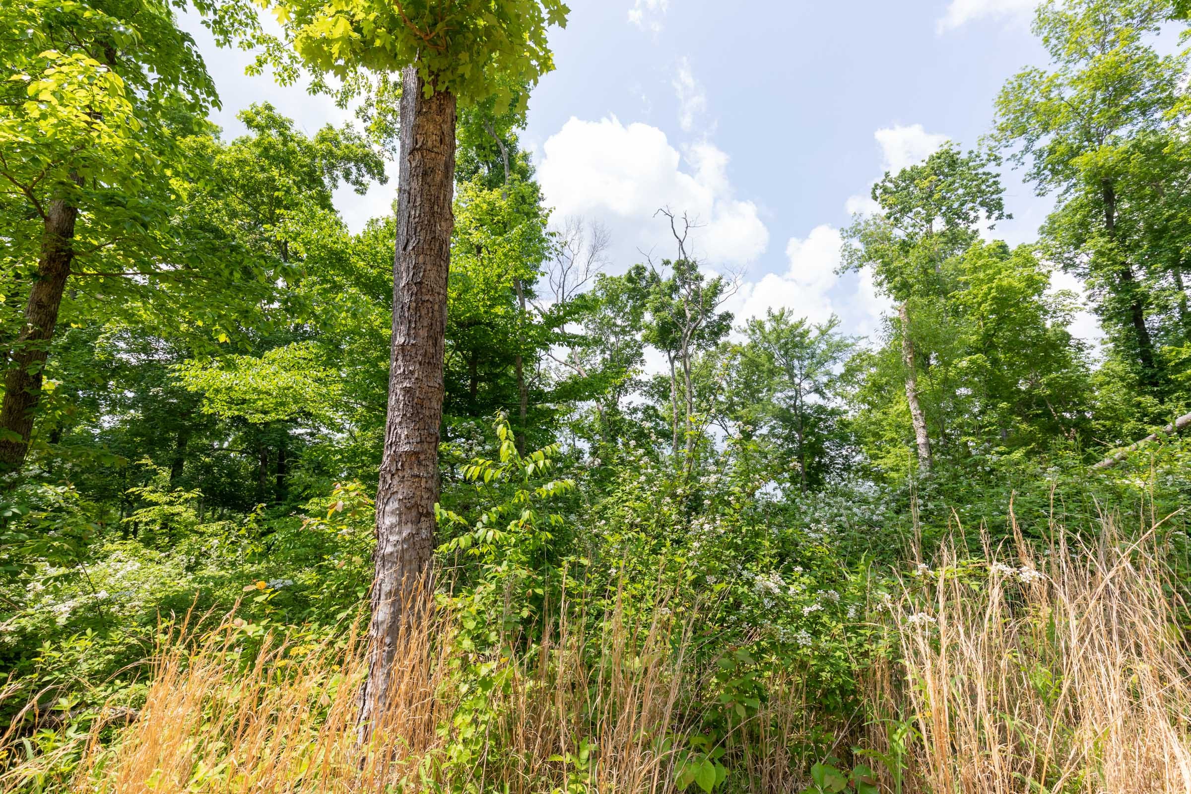 Cedar Creek Tract 42 photo 15