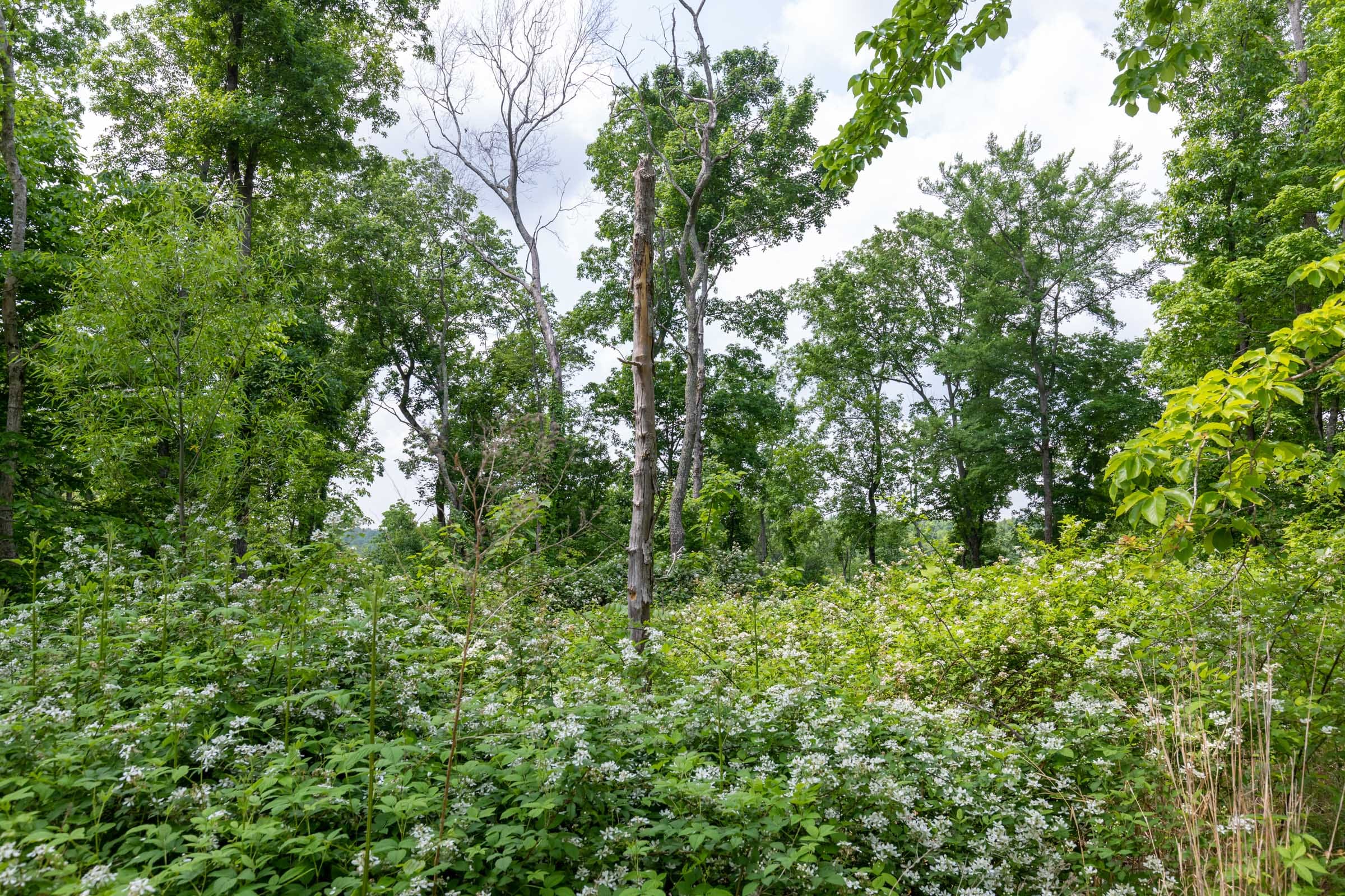 Cedar Creek Tract 42 photo 16