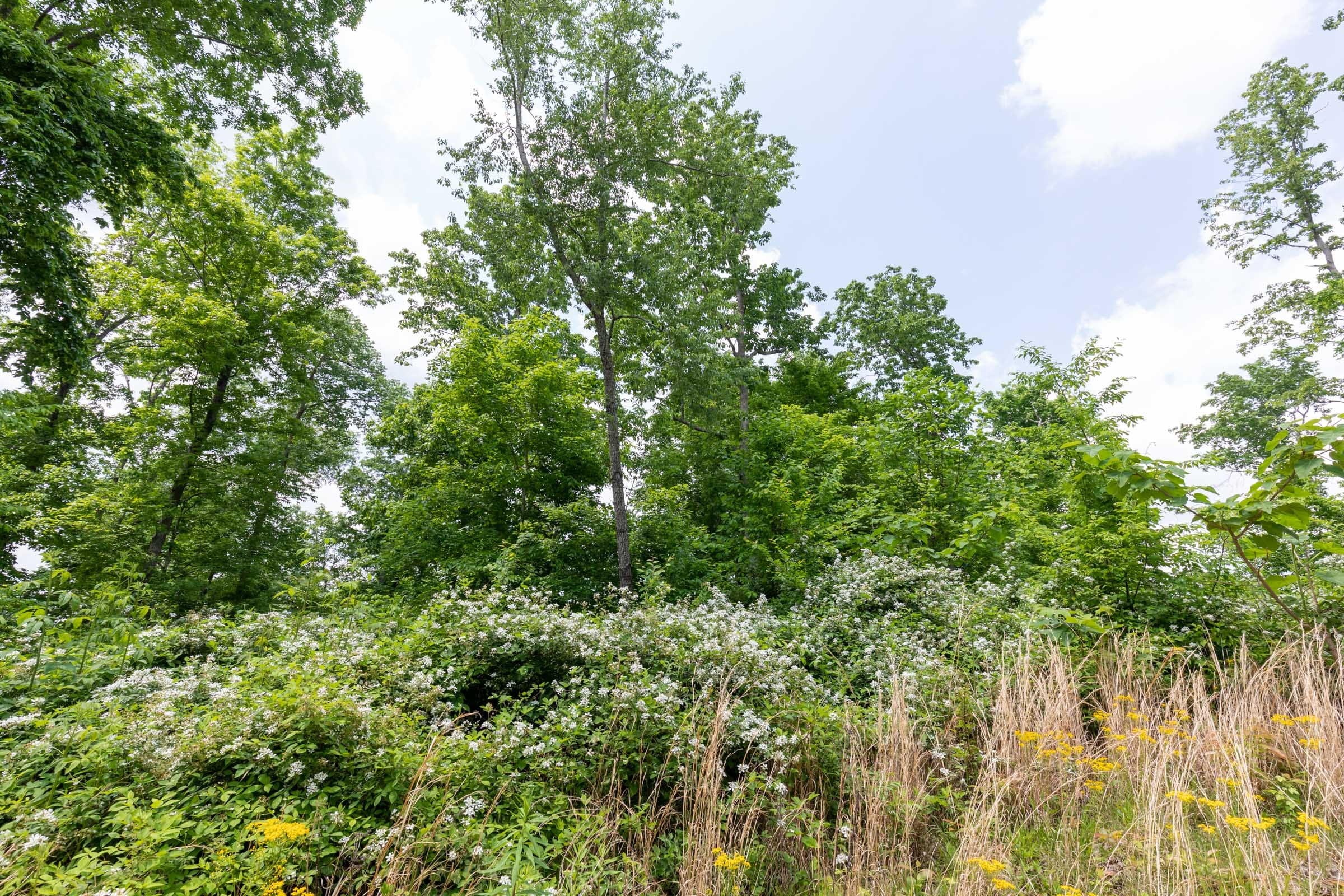 Cedar Creek Tract 42 photo 17