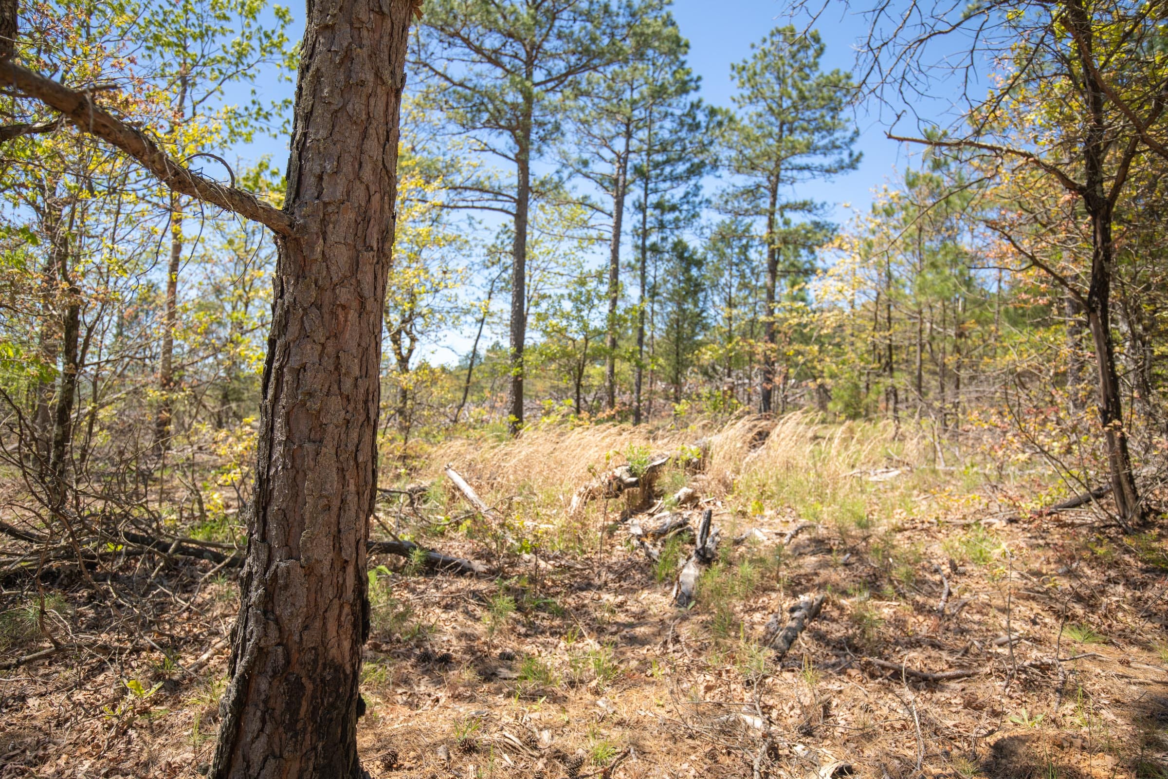 Eagle’s Nest Tract 9 photo 4