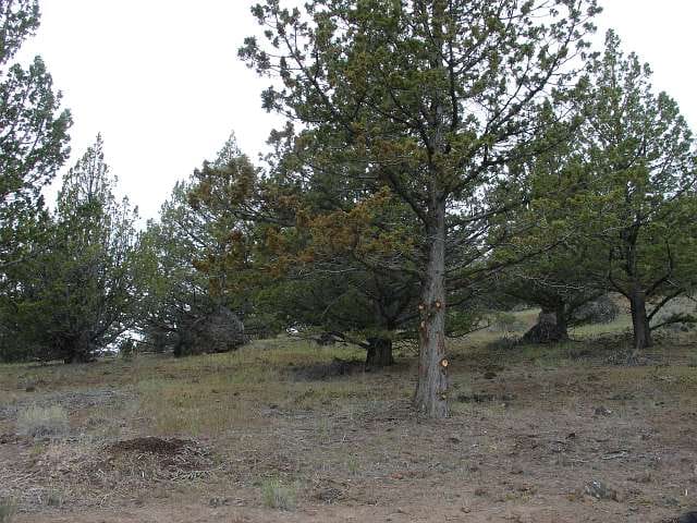California Pines Tract 37 photo 8
