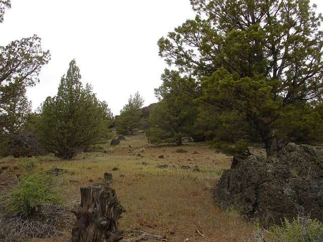 California Pines Tract 37 photo 13