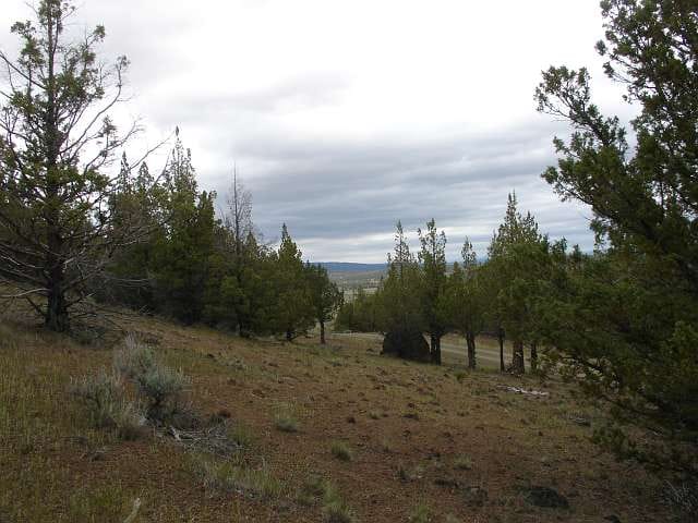 California Pines Tract 37 photo 16