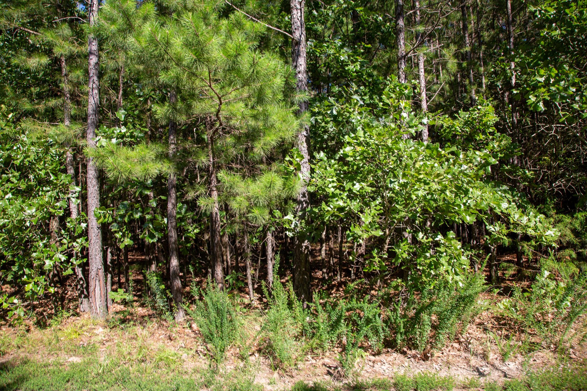 Tyler Stone Ranch Tract 9 photo 2