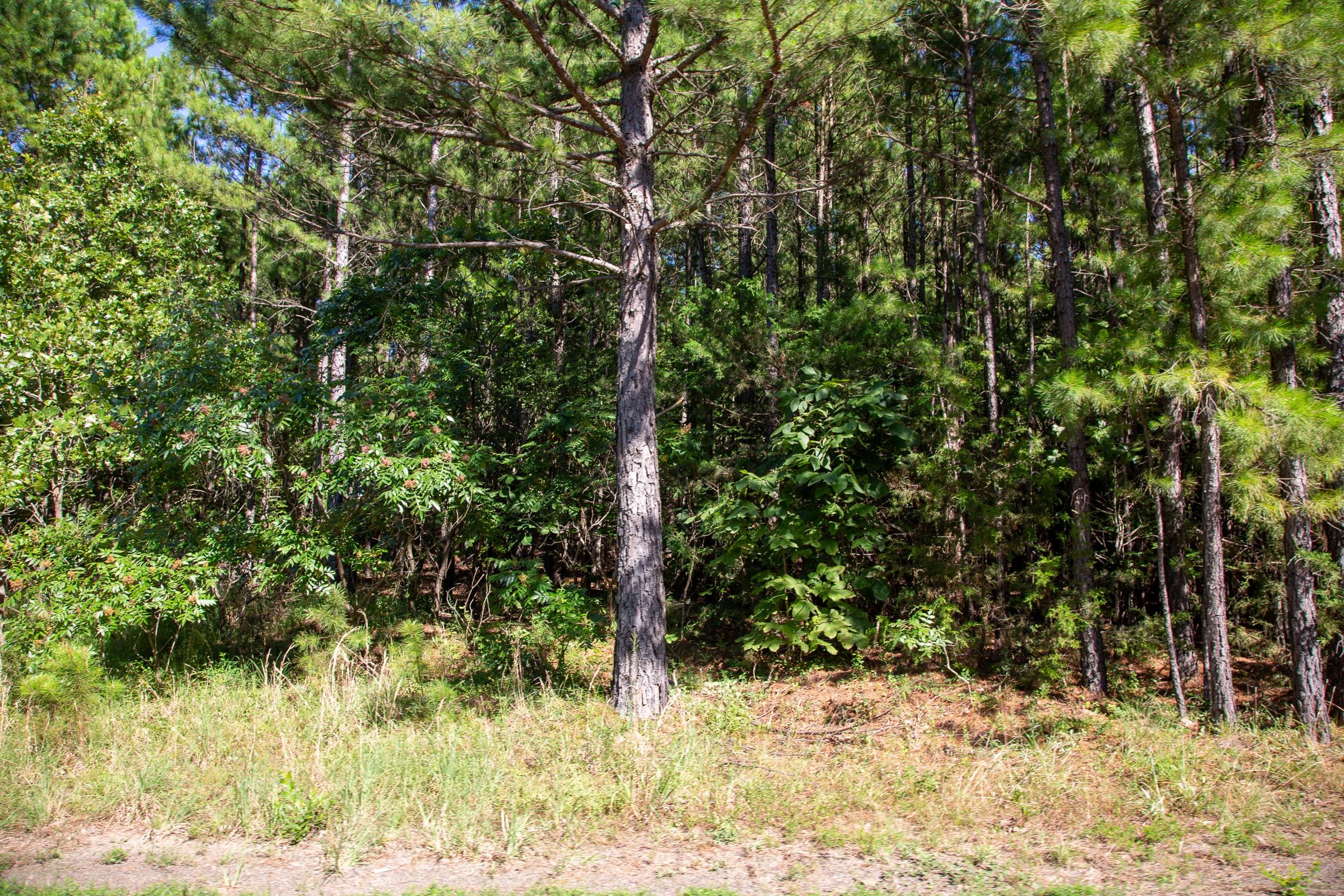 Tyler Stone Ranch Tract 9 photo 5