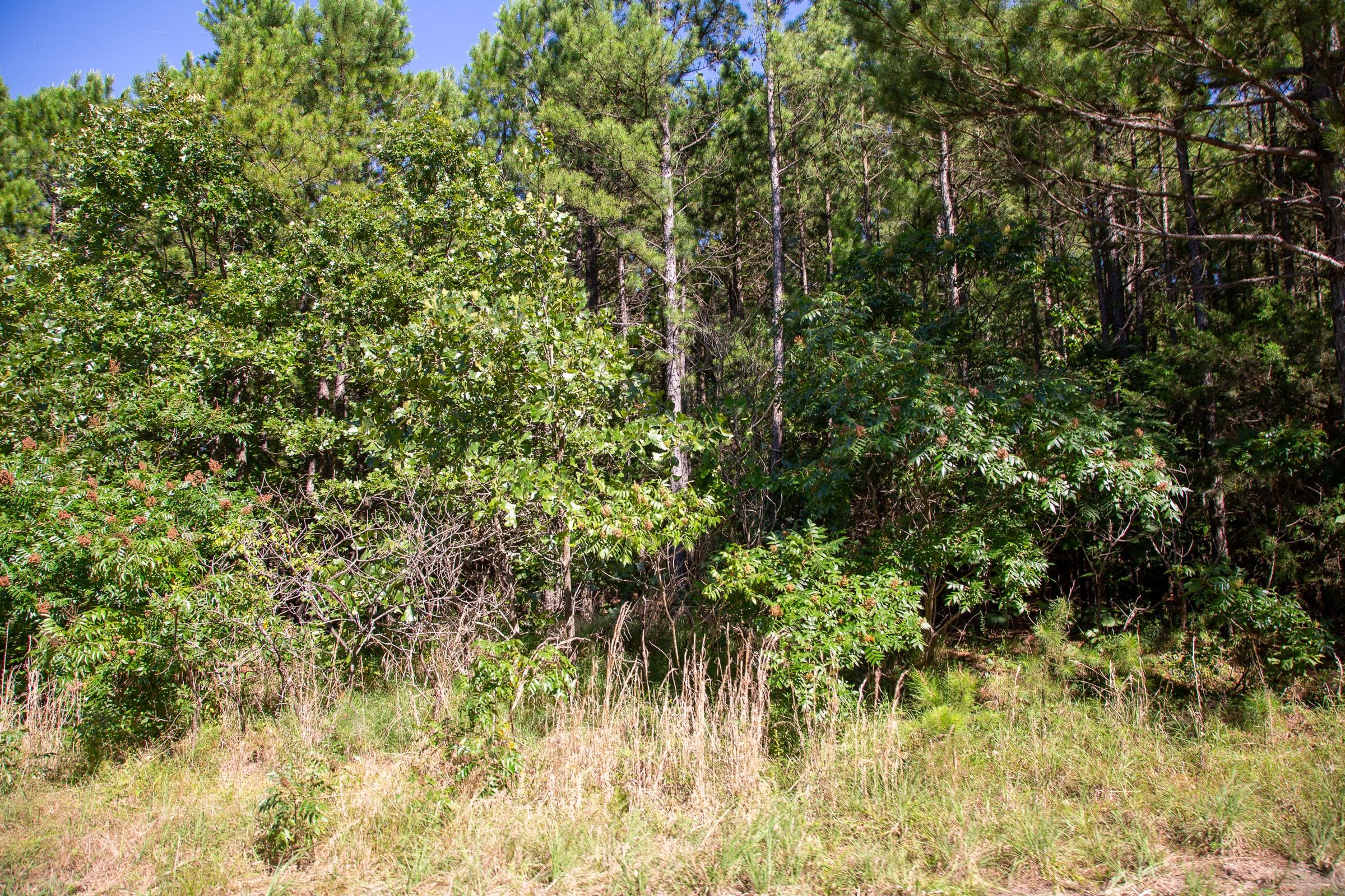 Tyler Stone Ranch Tract 9 photo 6