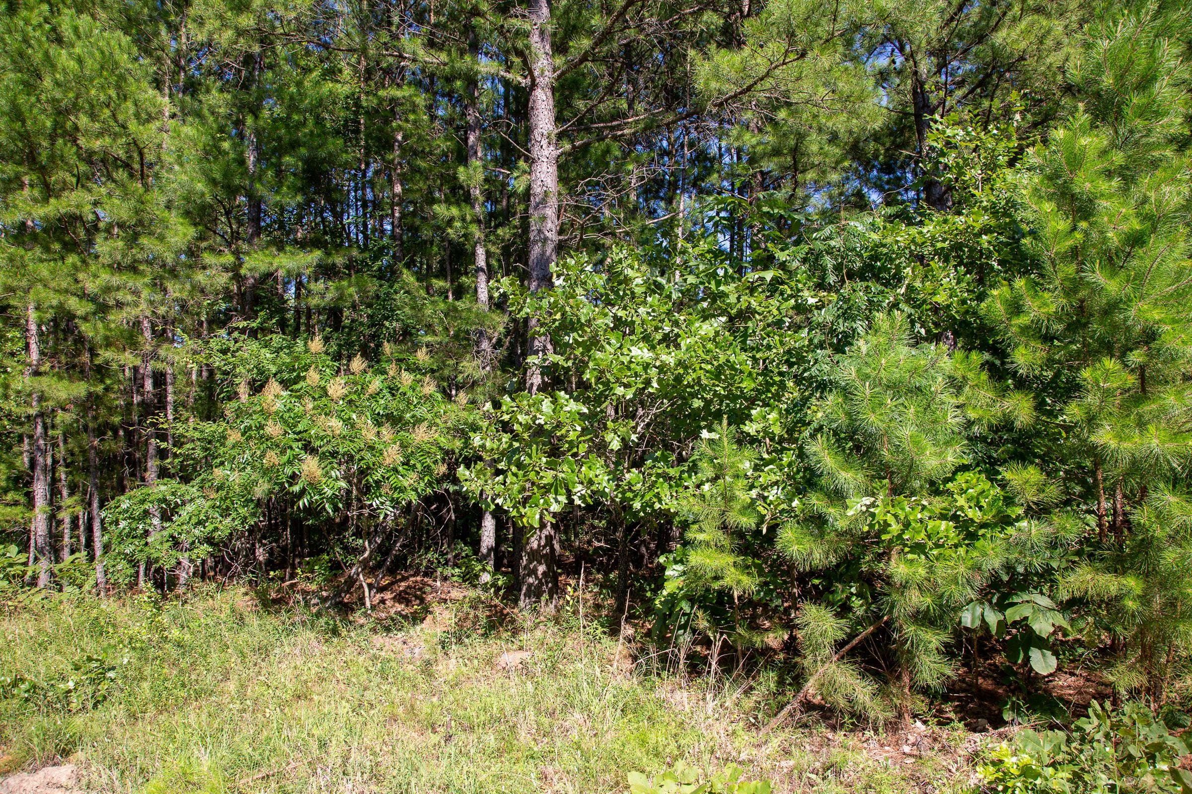 Tyler Stone Ranch Tract 9 photo 7