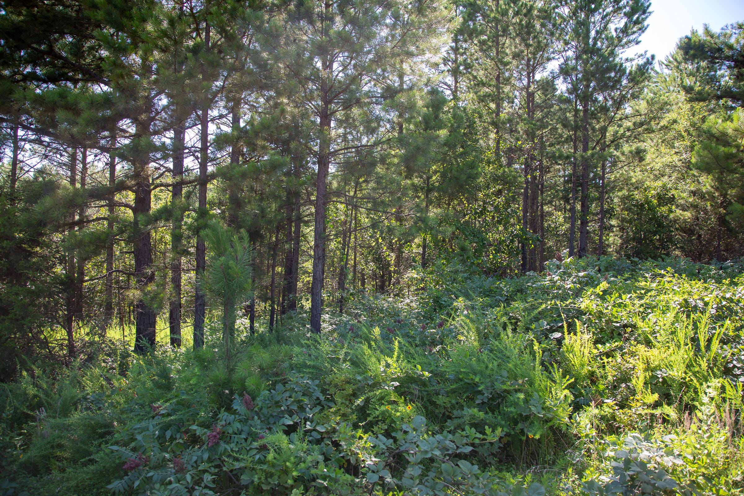 Tyler Stone Ranch Tract 9 photo 8