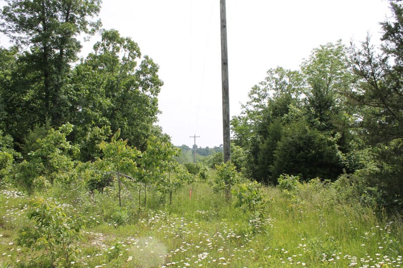 Cedar Ridge Ranch Tract 11 photo 3