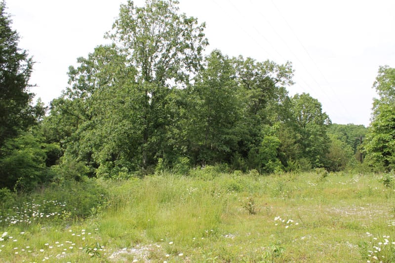 Cedar Ridge Ranch Tract 11 photo 4