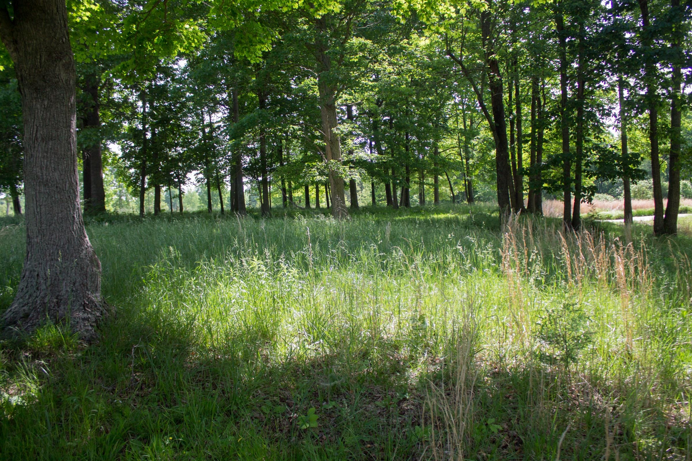 Laurel Ridge Tract 5 photo 4