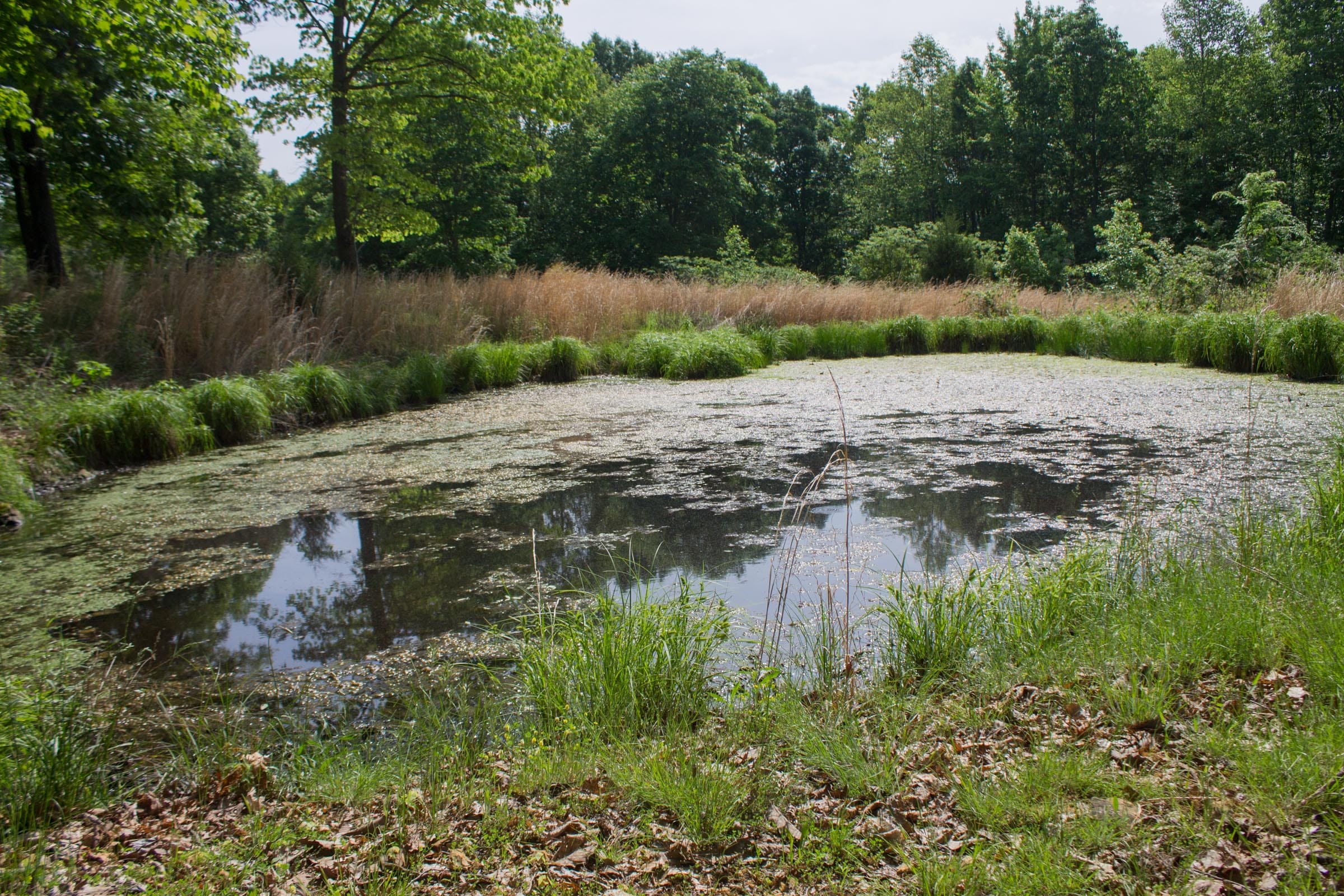 Laurel Ridge Tract 5 photo 5