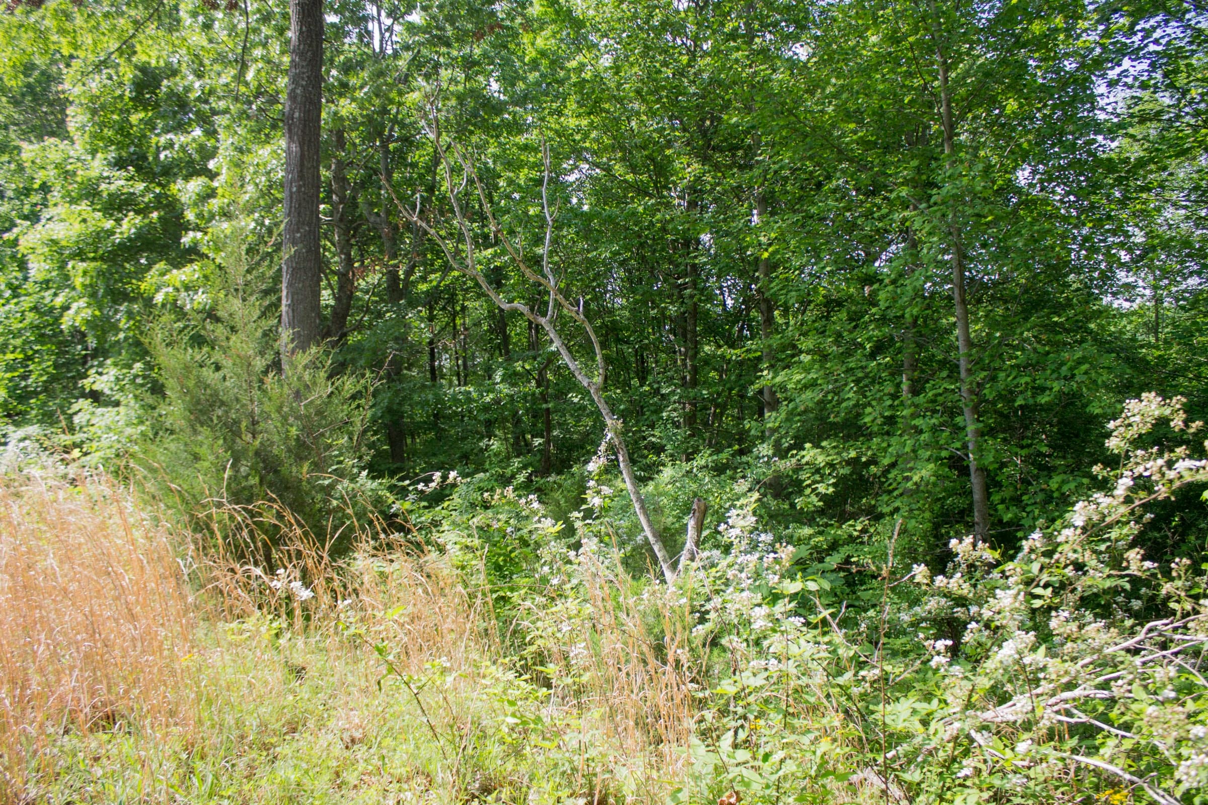 Laurel Ridge Tract 5 photo 6