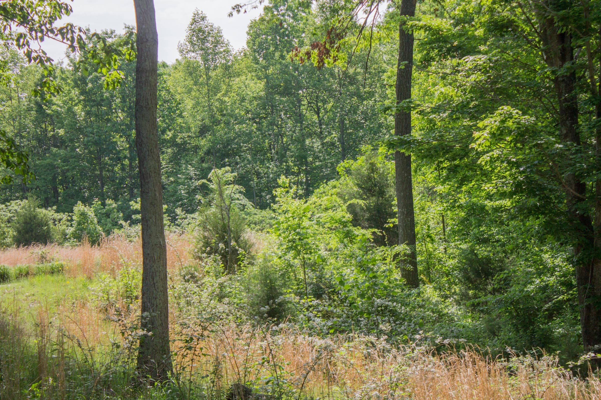 Laurel Ridge Tract 5 photo 7