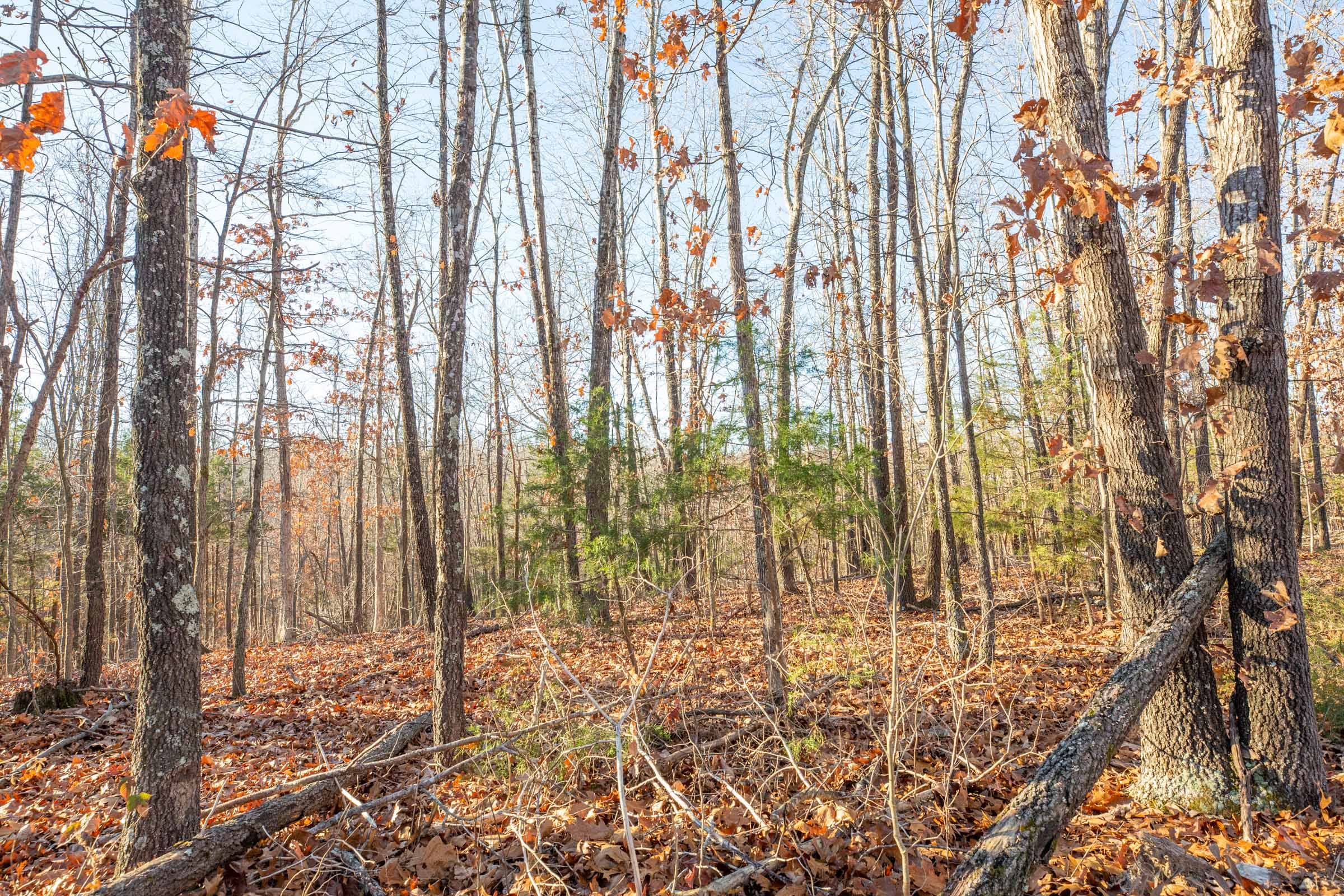 Dutchman Hollow Tract 10 photo 5