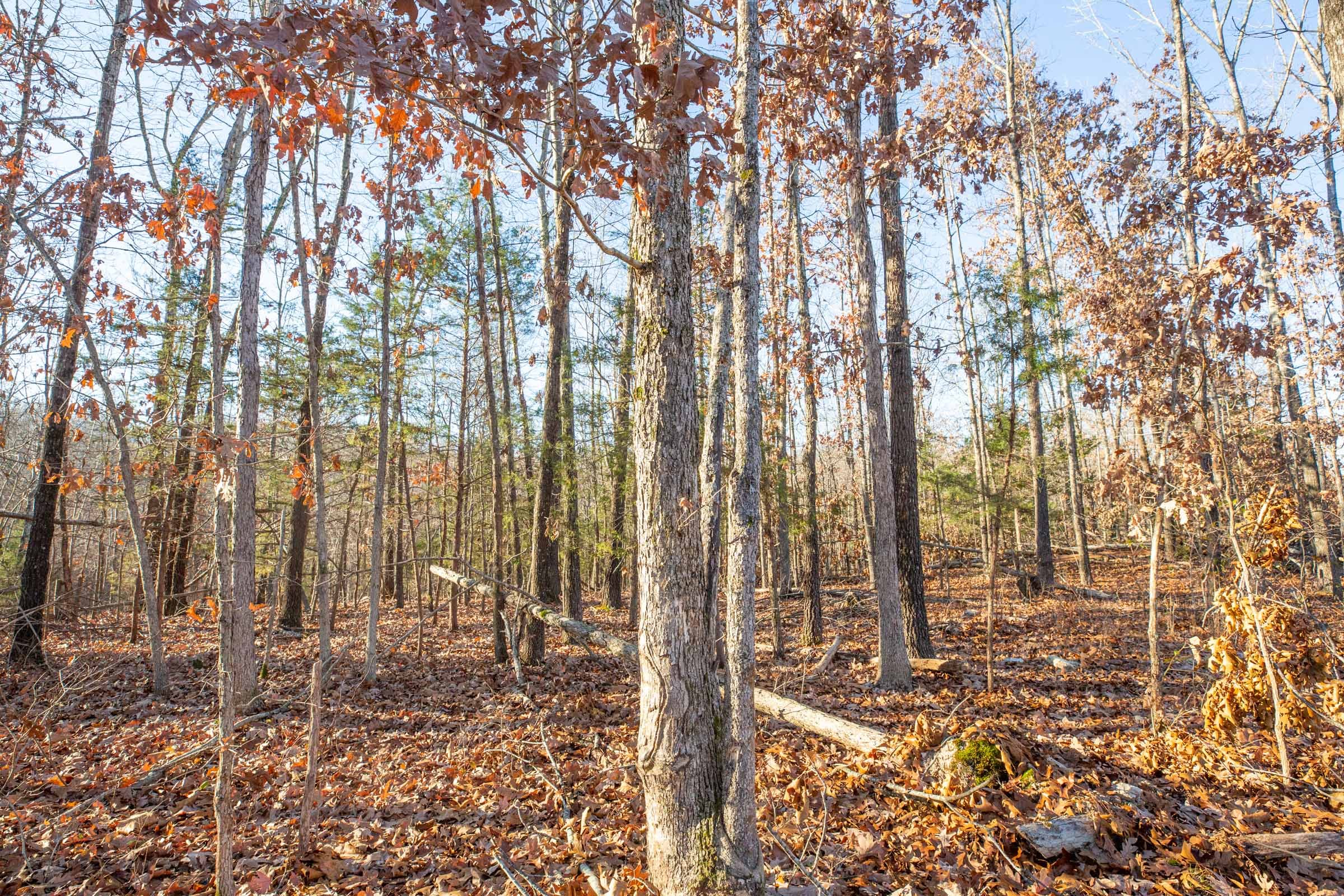 Dutchman Hollow Tract 10 photo 7