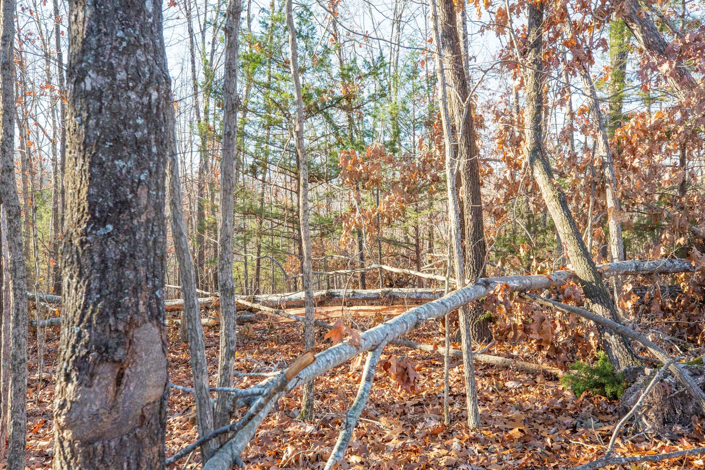 Dutchman Hollow Tract 10 photo 9