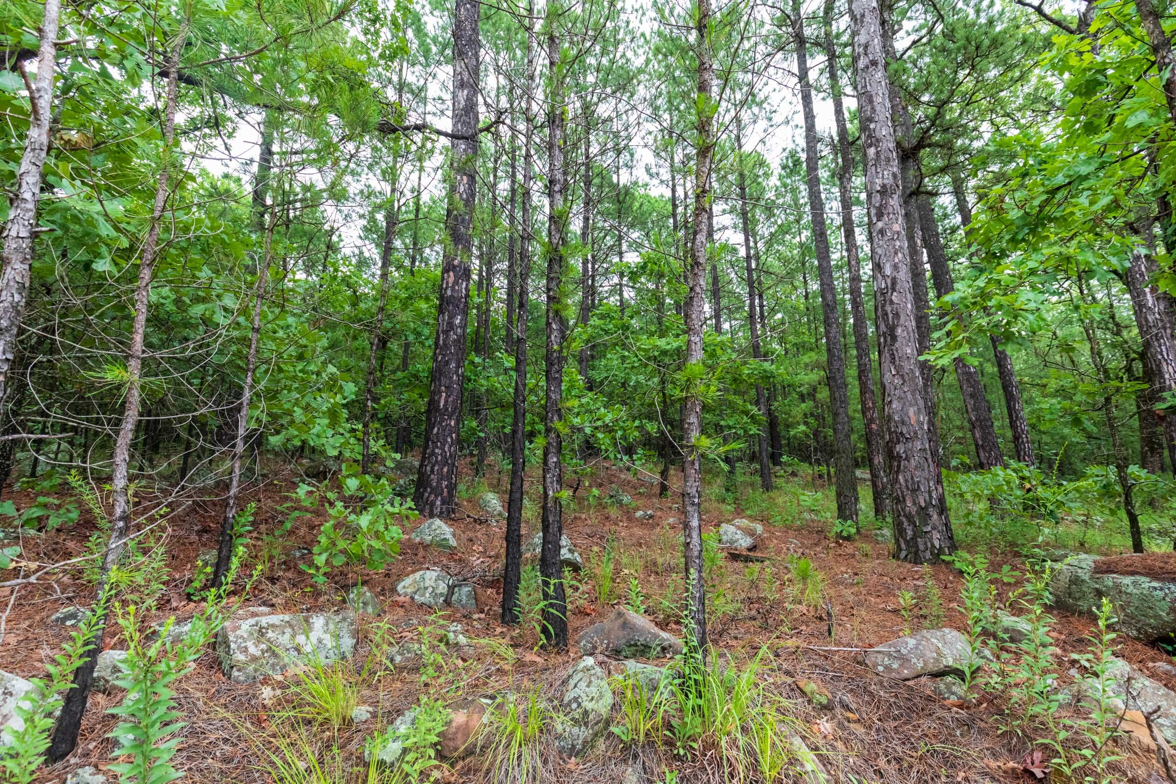 Stone Bridge Phase VI Tract 434 photo 7
